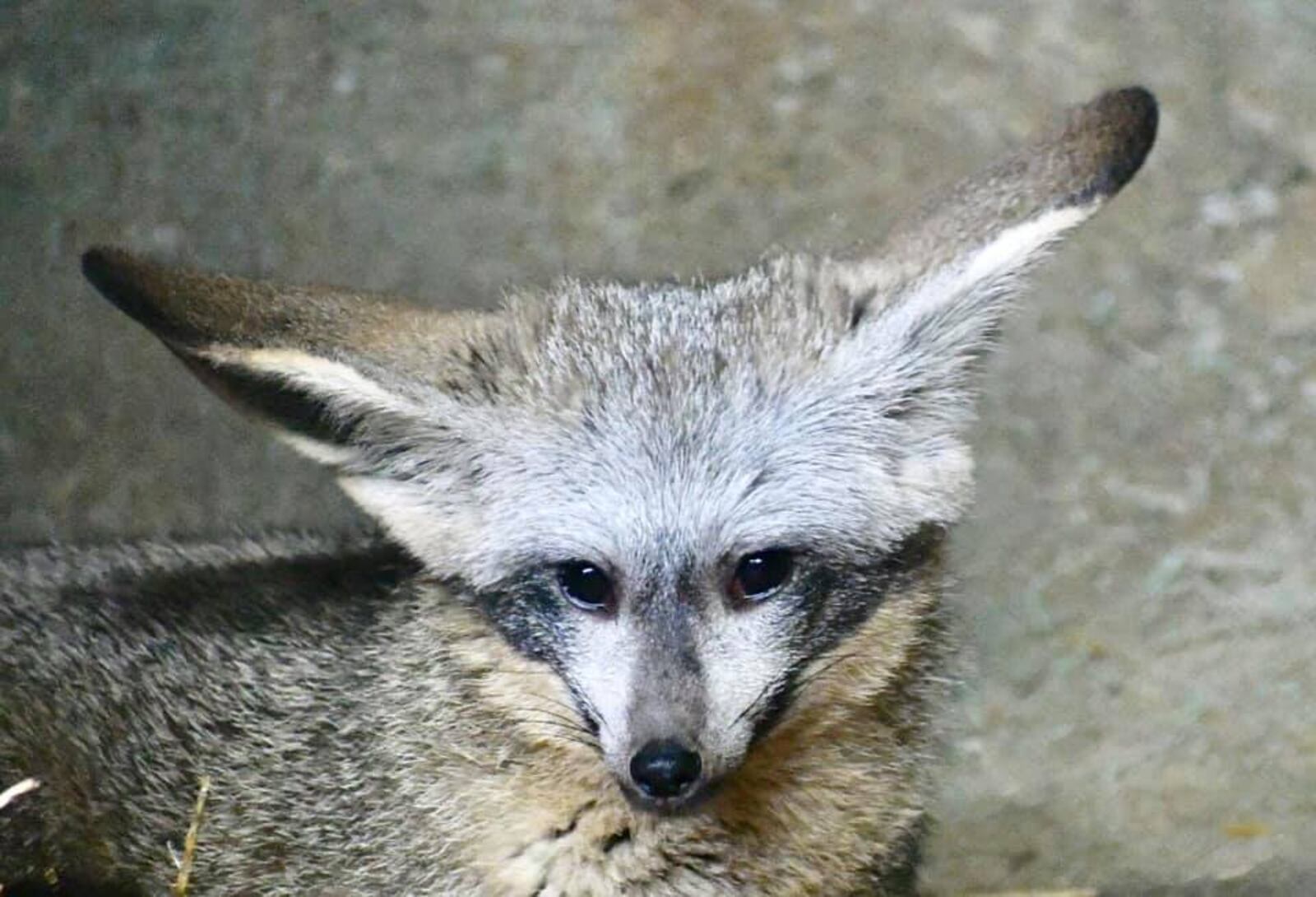 Denise, the Boonshoft Museum of Discovery’s newly named bat-eared fox. RUSSELL HARVEN/CONTRIBUTED