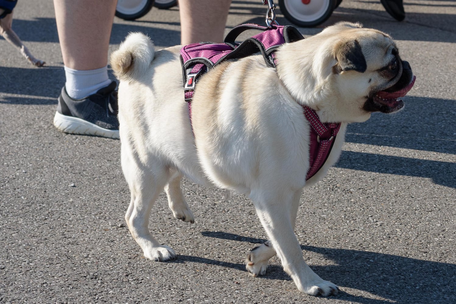 PHOTOS: Did we spot you and your doggie at SICSA’s Lift Your Leg fun run/walk?