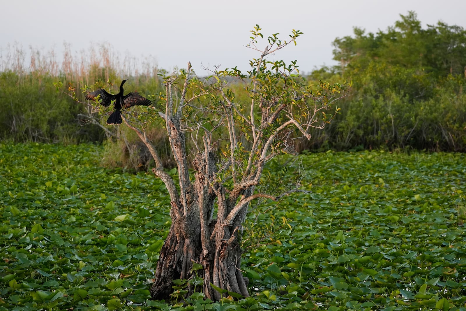 An anhinga dries its wings in a tree standing amid lily pad-covered waters, Friday, May 17, 2024, in Everglades National Park, Fla. (AP Photo/Rebecca Blackwell)