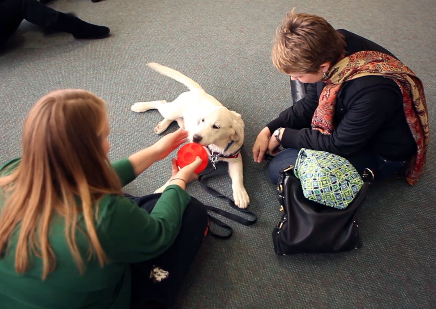 Finals Week Stress Relief Dogs