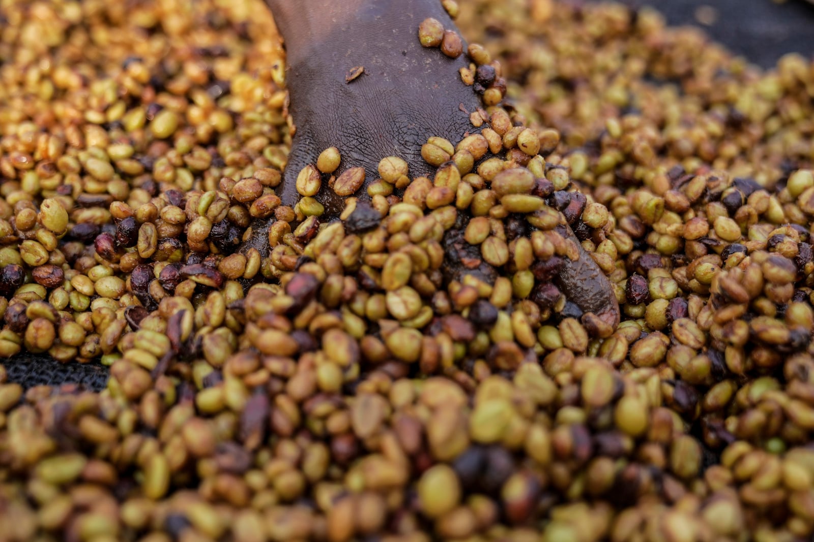 A worker turns excelsa coffee beans to dry near Nzara, South Sudan on Saturday, Feb. 15, 2025. (AP Photo/Brian Inganga)