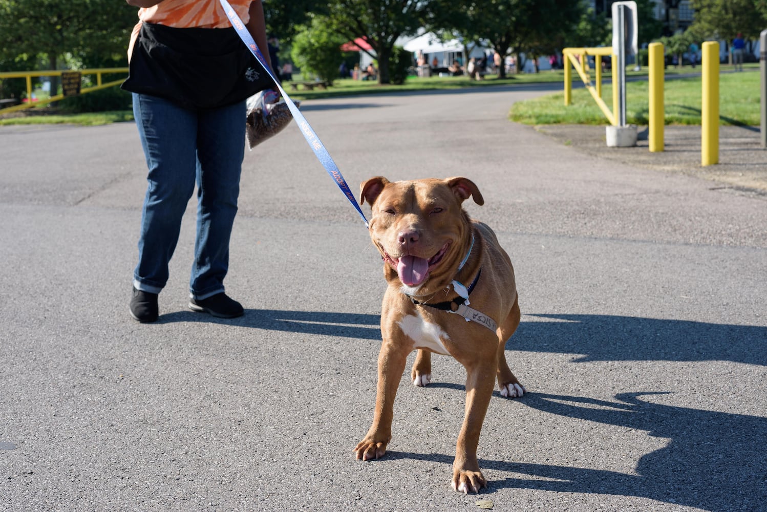 PHOTOS: Did we spot you and your doggie at SICSA’s Lift Your Leg fun run/walk?