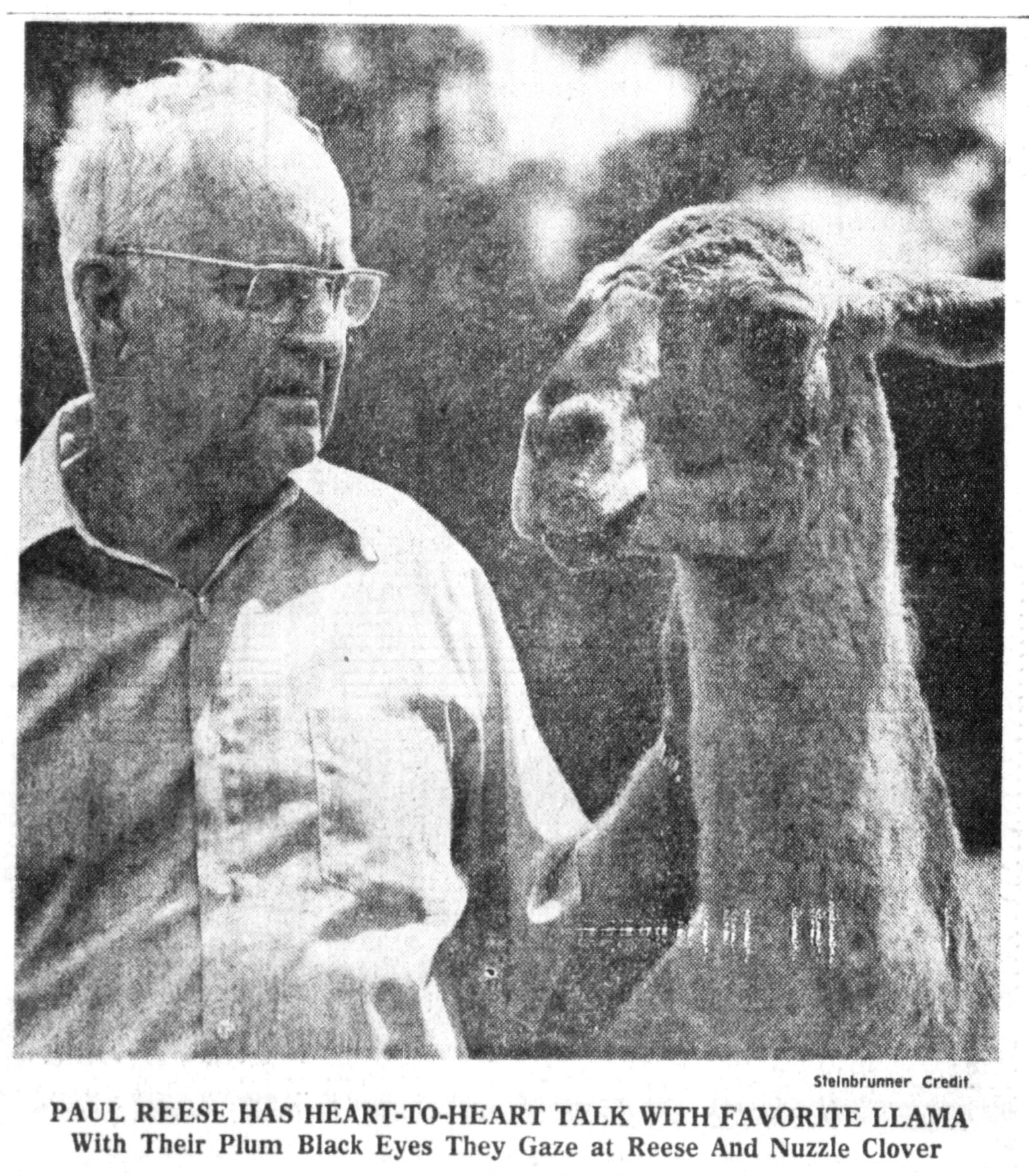 June 8, 1975: Man collects exotic beasts, llama right in backyard. Paul Reece. DAYTON DAILY NEWS ARCHIVES