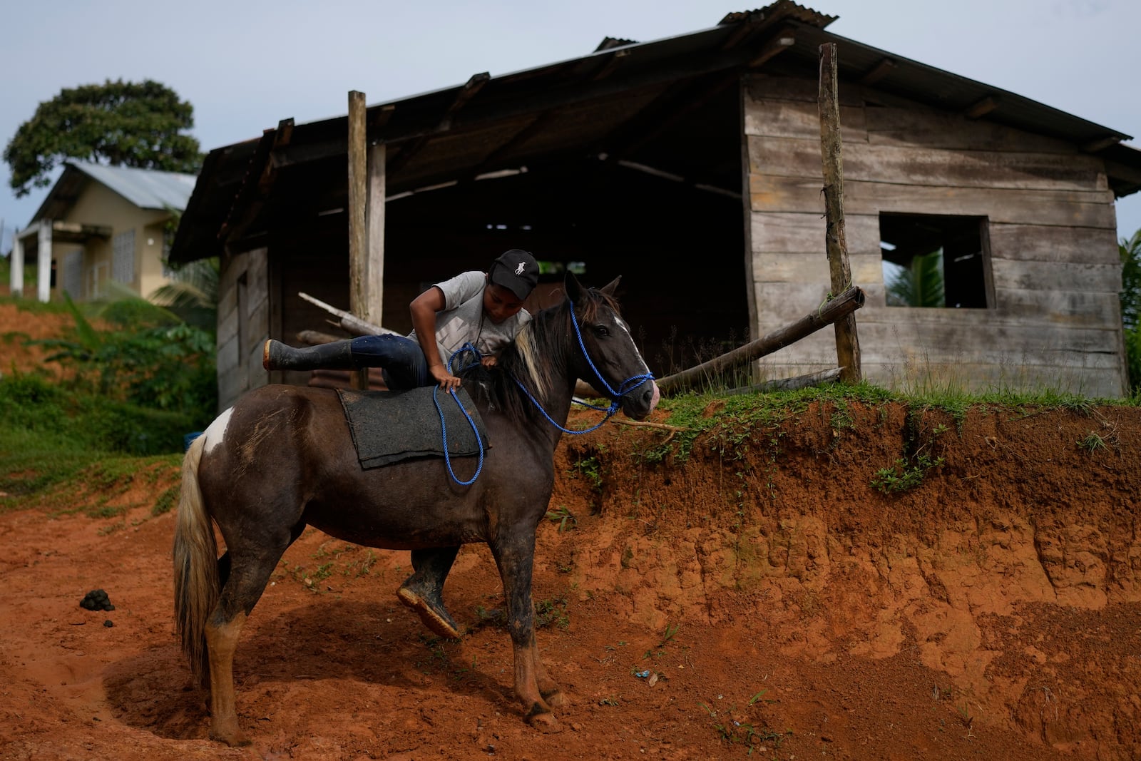 A youth mounts his horse in El Jobo village, Panama, Saturday, Aug. 31, 2024. In a proposed plan to dam the nearby Indio River to secure the Panama Canal’s uninterrupted operation, El Jobo could have less reliable access to water. (AP Photo/Matias Delacroix)