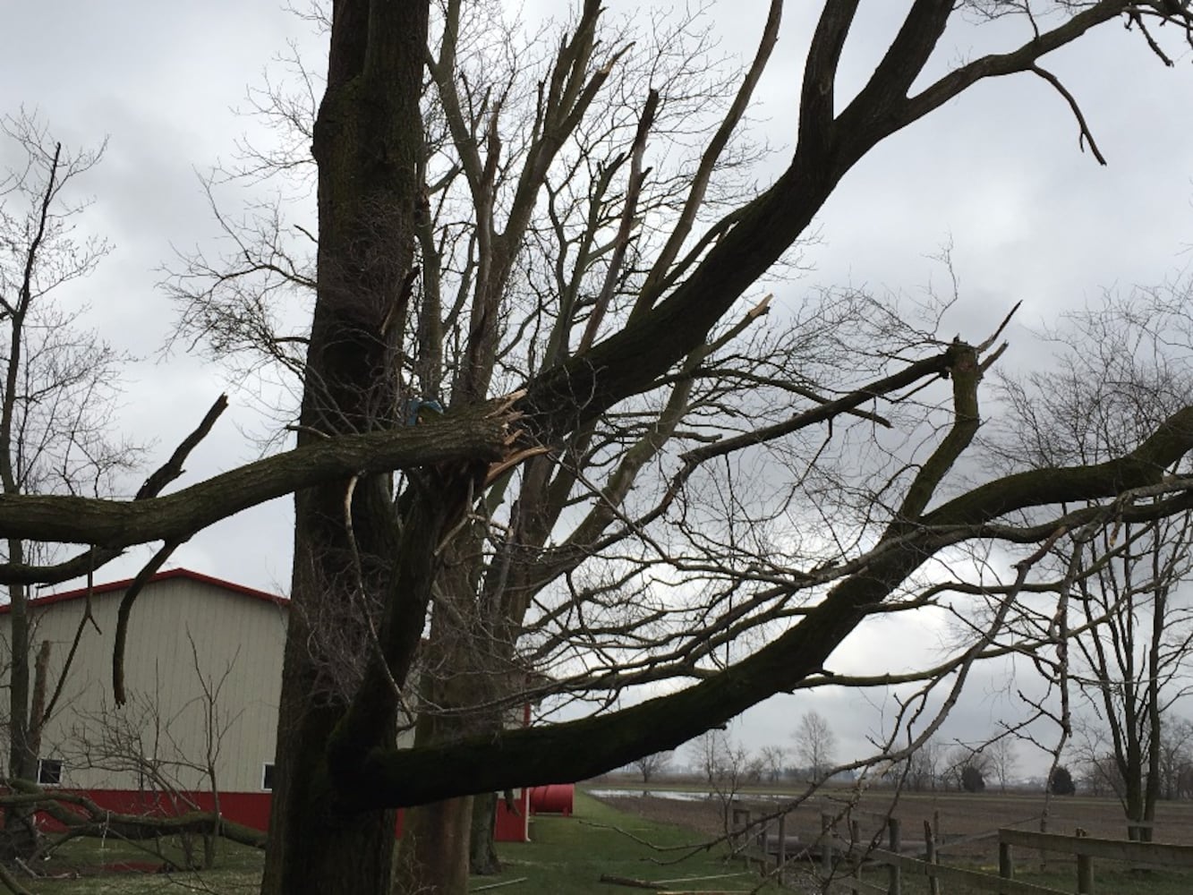 Arcanum Tornado Damage - Trees