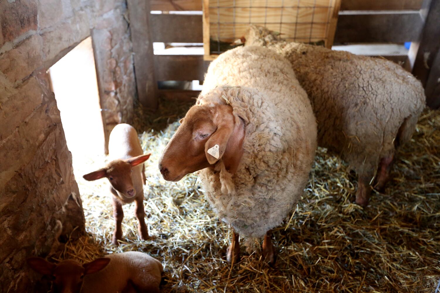 PHOTOS: AWWW! Sleepy mini goats and adorable lambs among the Aullwood Farm babies