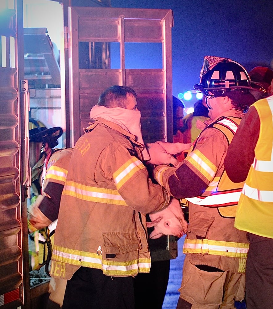 Semi hauling 1900 piglets overturns on I-75 to I-70 flyover