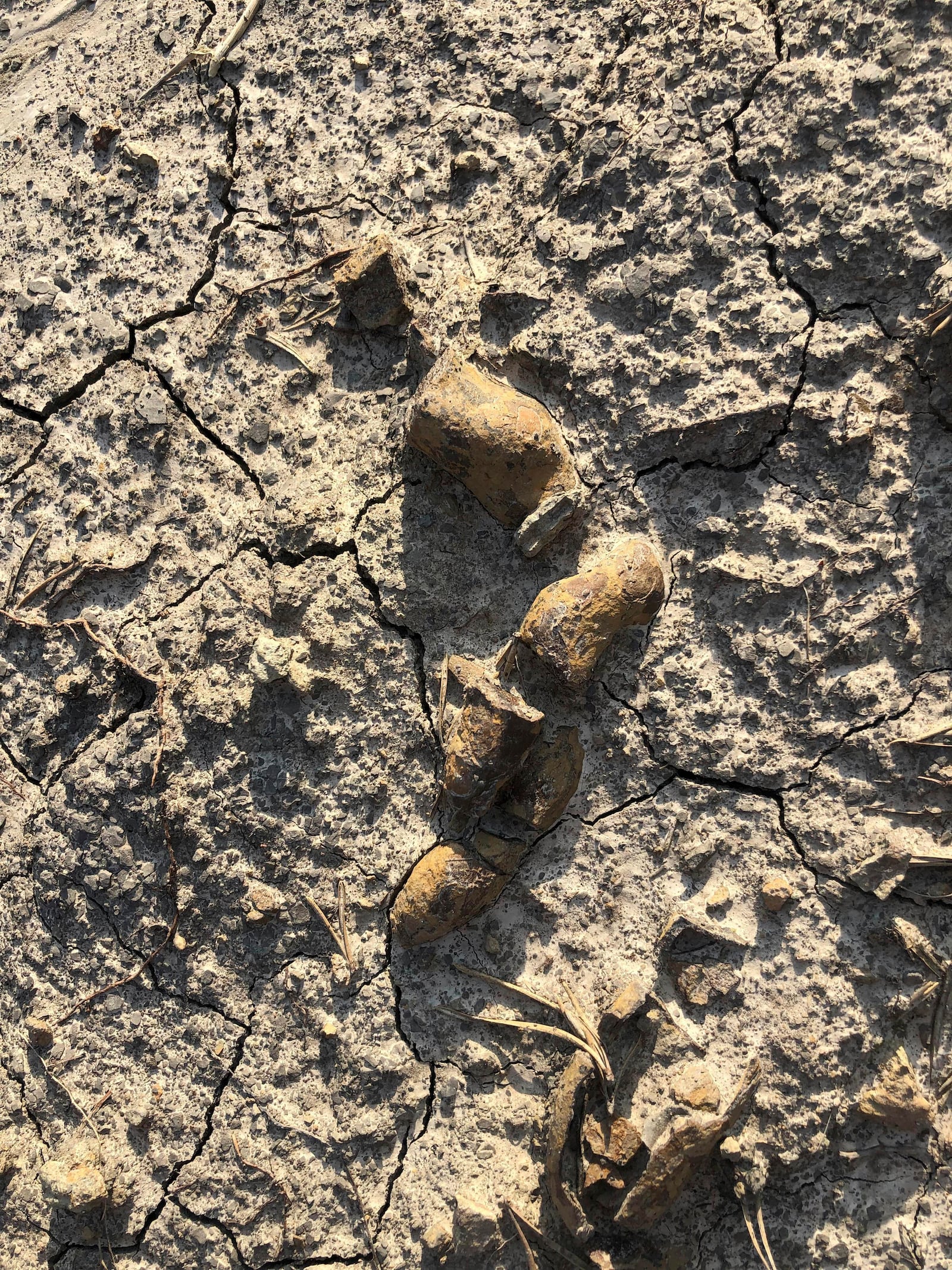 This undated photo provided by Grzegorz Niedzwiedzki shows fossilized plant-eating dinosaur poop found in the Holy Cross Mountains, Poland. (Grzegorz Niedzwiedzki via AP)