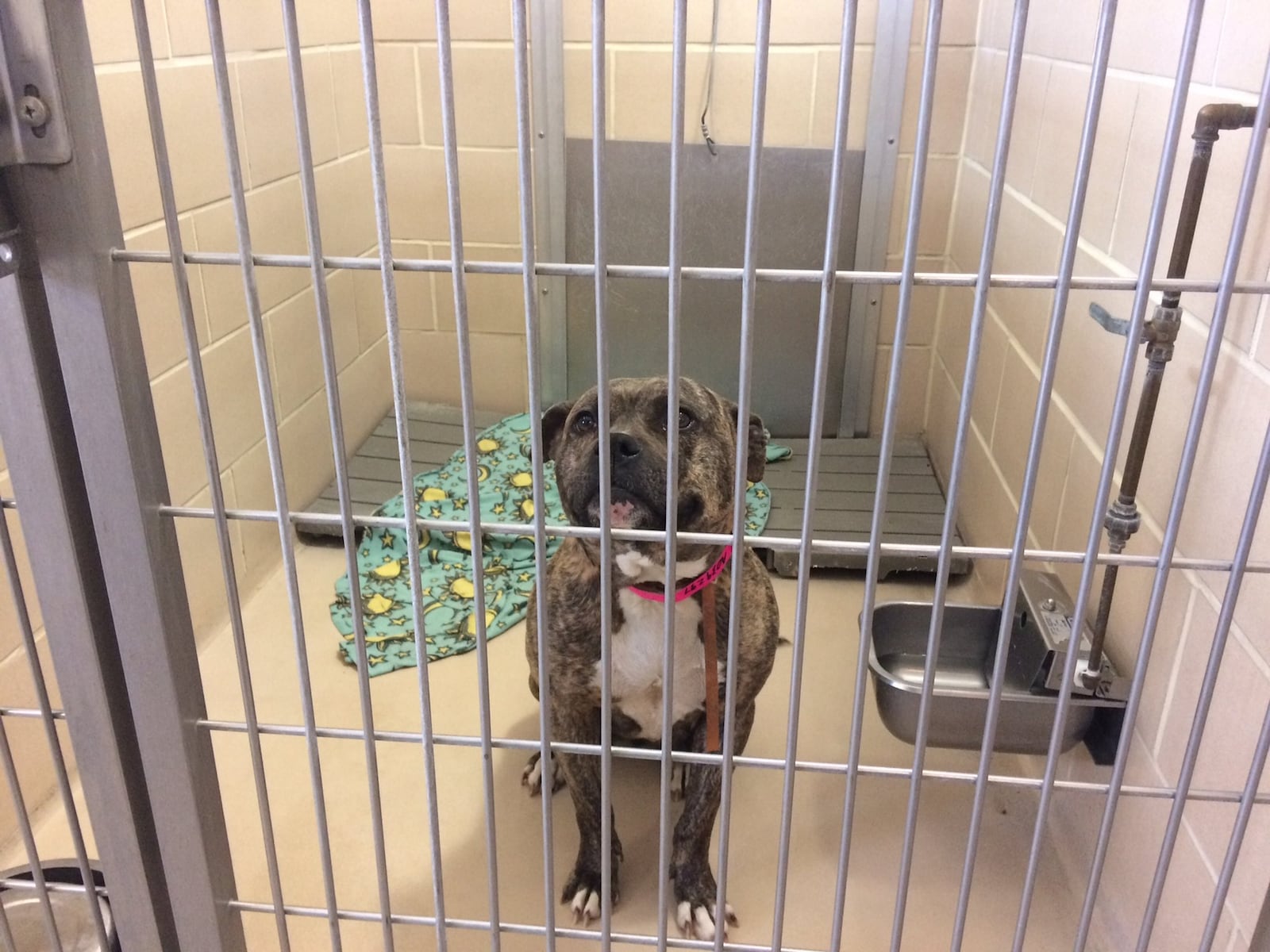 One of three other dogs that was taken from the backyard at 345 Middle St. in Dayton. The three dogs are being held at the Animal Resource Center. Another dog was killed by police after it attacked and killed Maurice Brown, 60, early Tuesday morning. JOHN BEDELL/STAFF