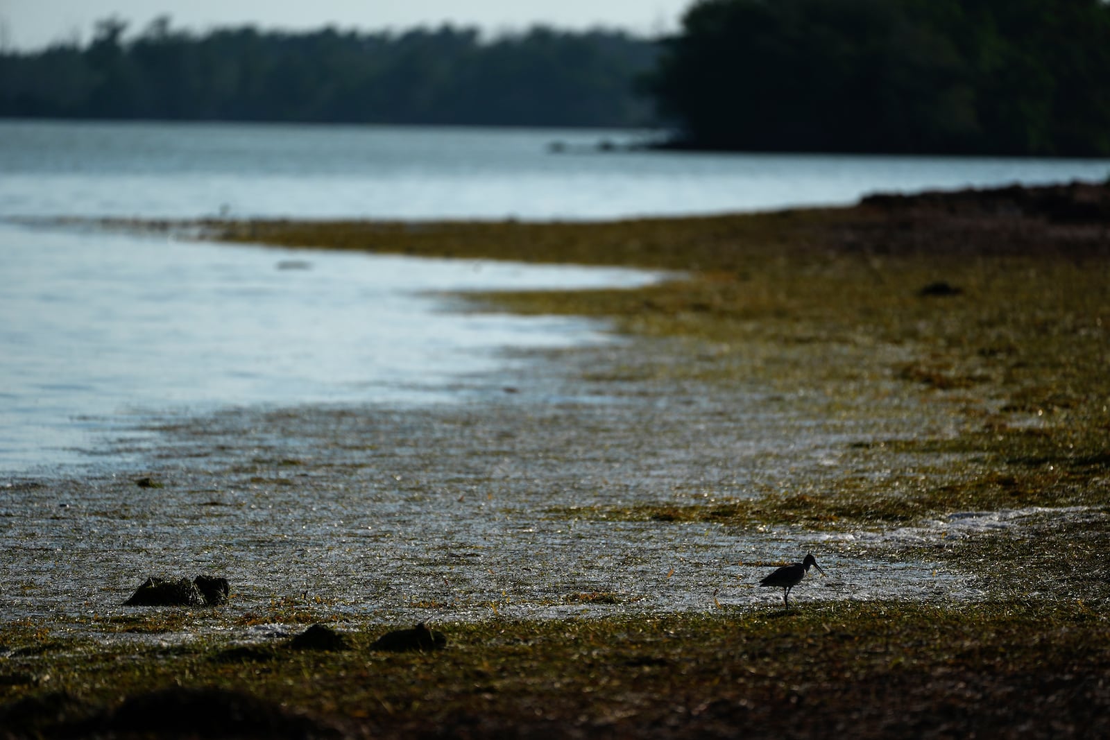 Seaweed lines the shore of Florida Bay, Saturday, May 18, 2024, in Everglades National Park, Fla. (AP Photo/Rebecca Blackwell)