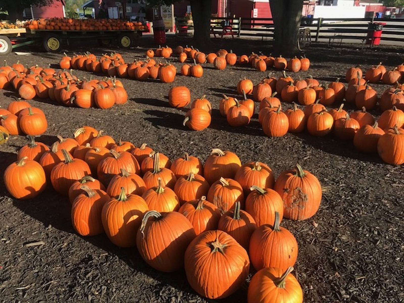 This summer’s weather created perfect growing conditions for pumpkins, growing a bumper crop of thousands of at Young’s Jersey Dairy near Yellow Springs. The pumpkins will be available until the end of October. GABRIELLE ENRIGHT/STAFF