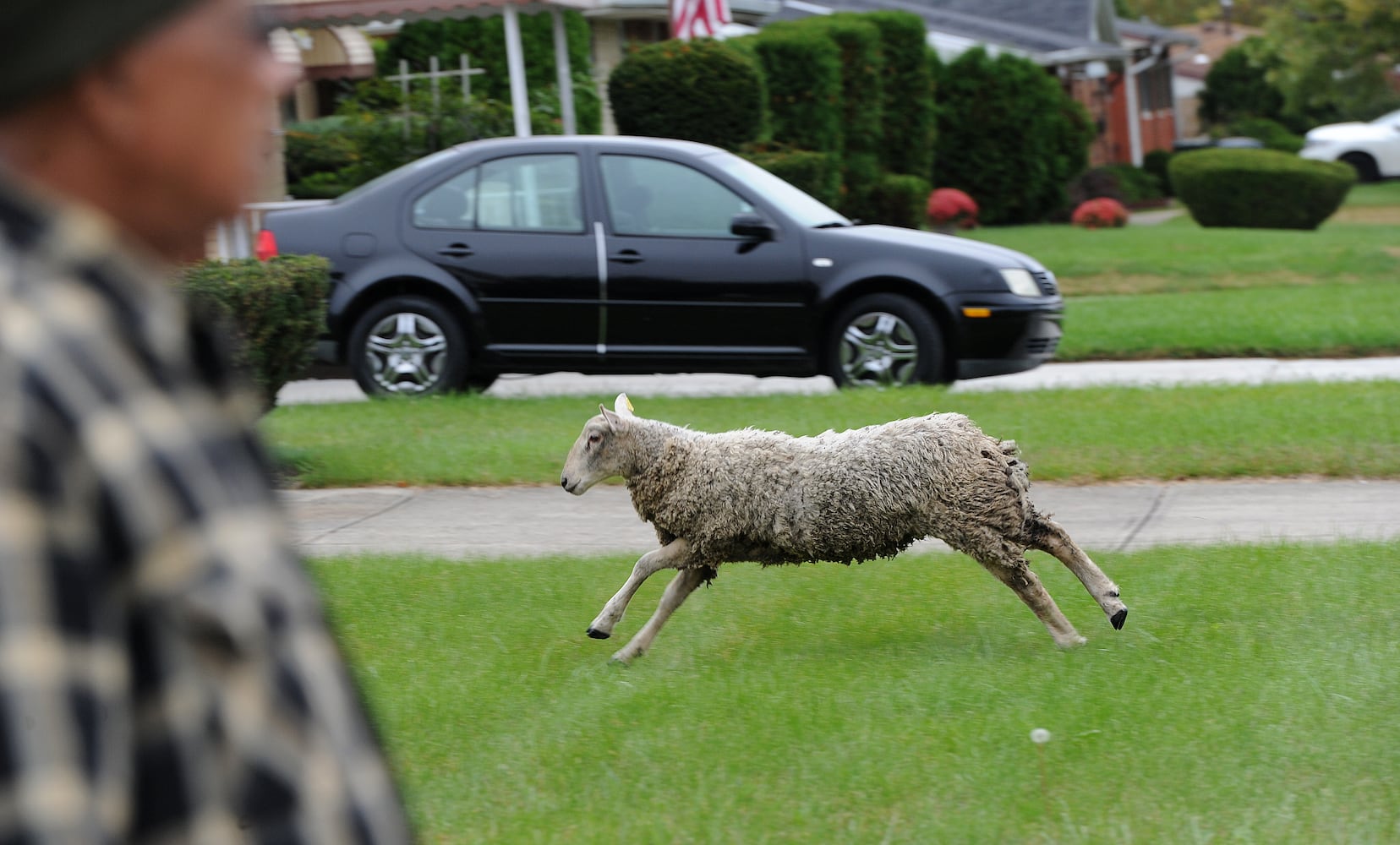 sheep on the run