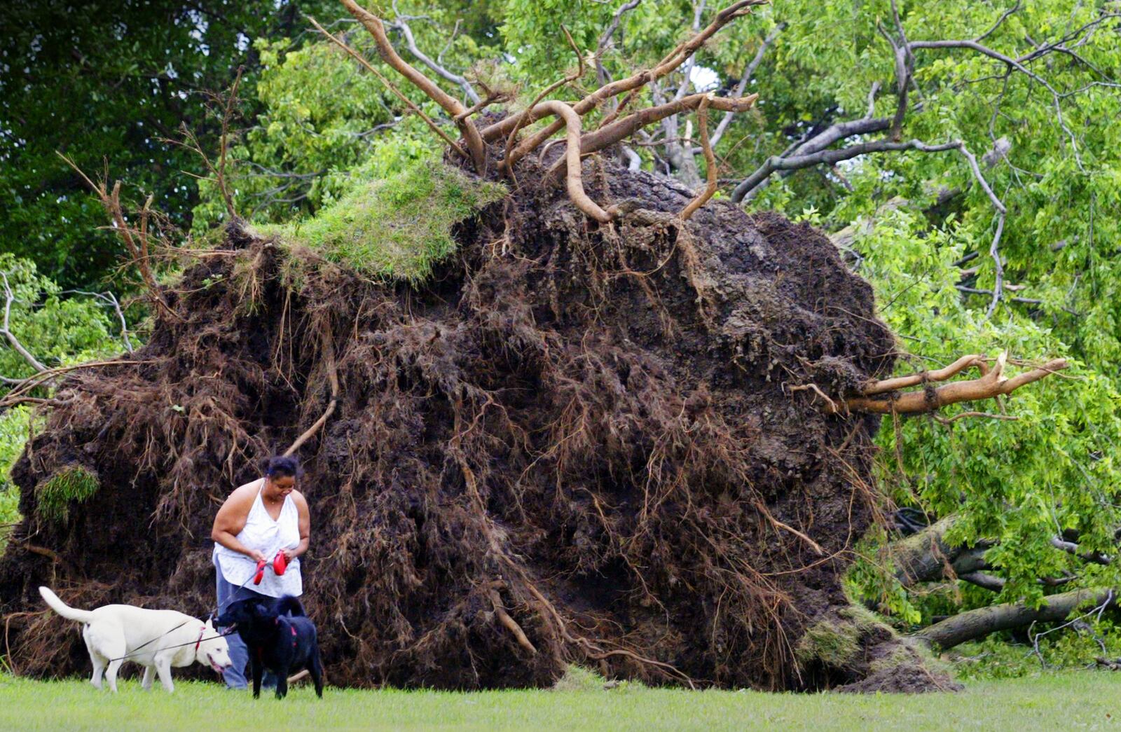 Tracee Arnold walks her dogs "Chad" and "Baby" through McKinley Park in Dayton Monday morning Sept. 15. High winds that came through the area Sunday Sept. 14 toppled trees throughout the Miami Valley.  Staff photo by Lisa Powell.