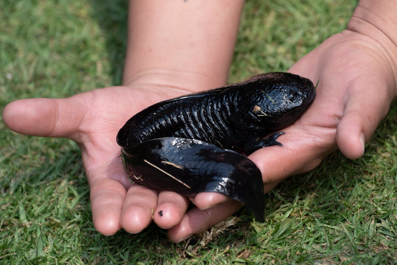 A woman holds an axolotl during a media presentation in Xochimilco, a borough of Mexico City, Wednesday, Feb. 16, 2022. (AP Photo/Marco Ugarte)