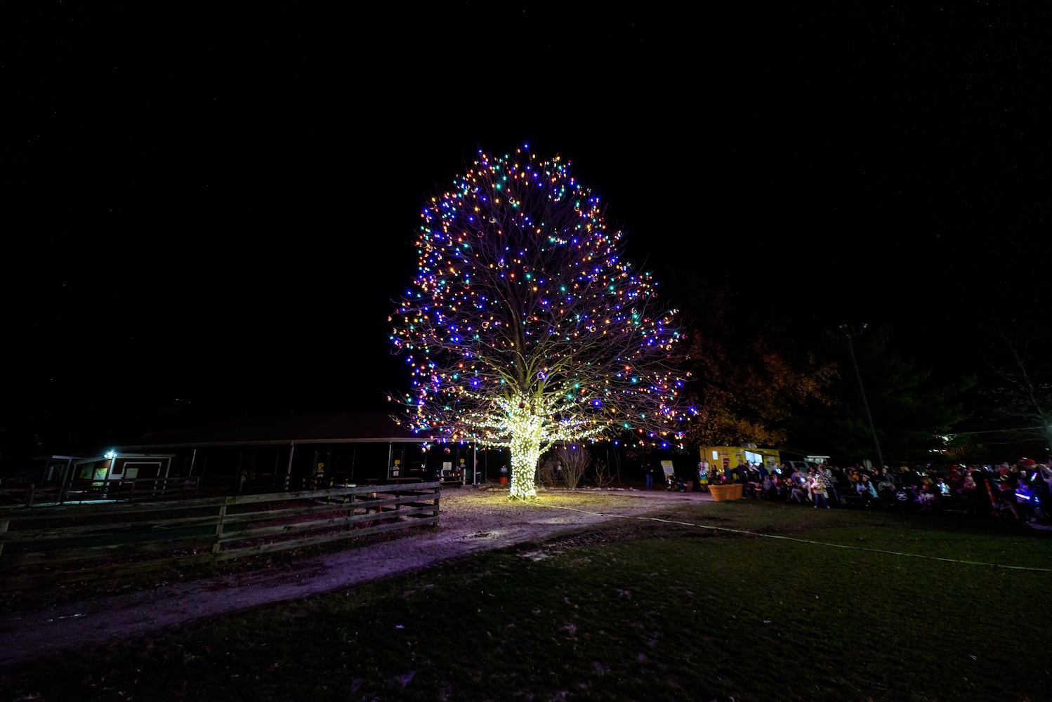 PHOTOS: Barnabe's Buckeye Tree Lighting Ceremony at Young's Jersey Dairy