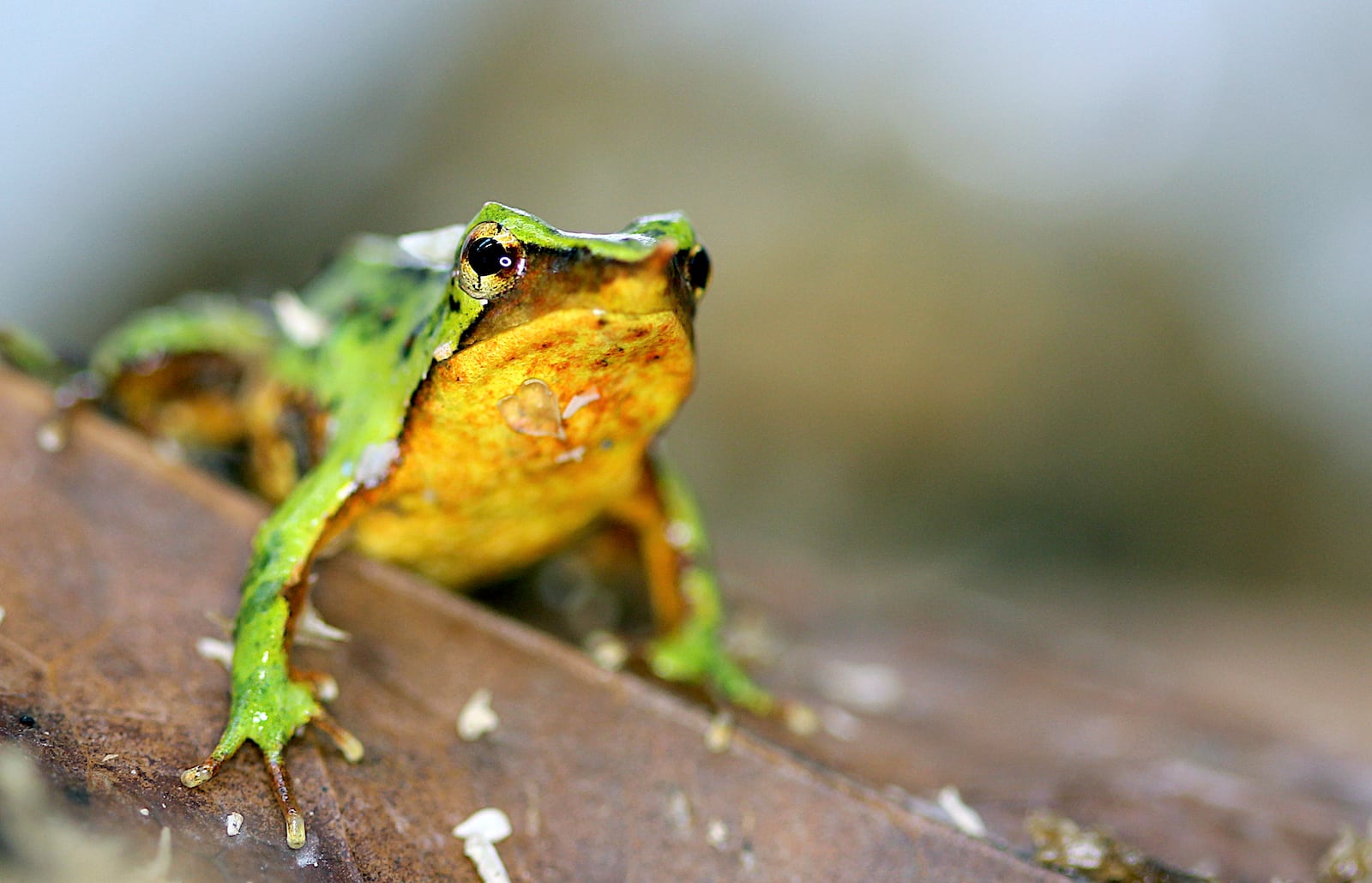 In this undated photo released by Zoological Society of London on Monday, Feb. 3, 2025, Darwin's frog is seen at London Zoo. (Zoological Society of London via AP)