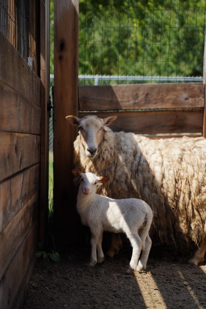 26 animals removed from Jefferson Twp. farm