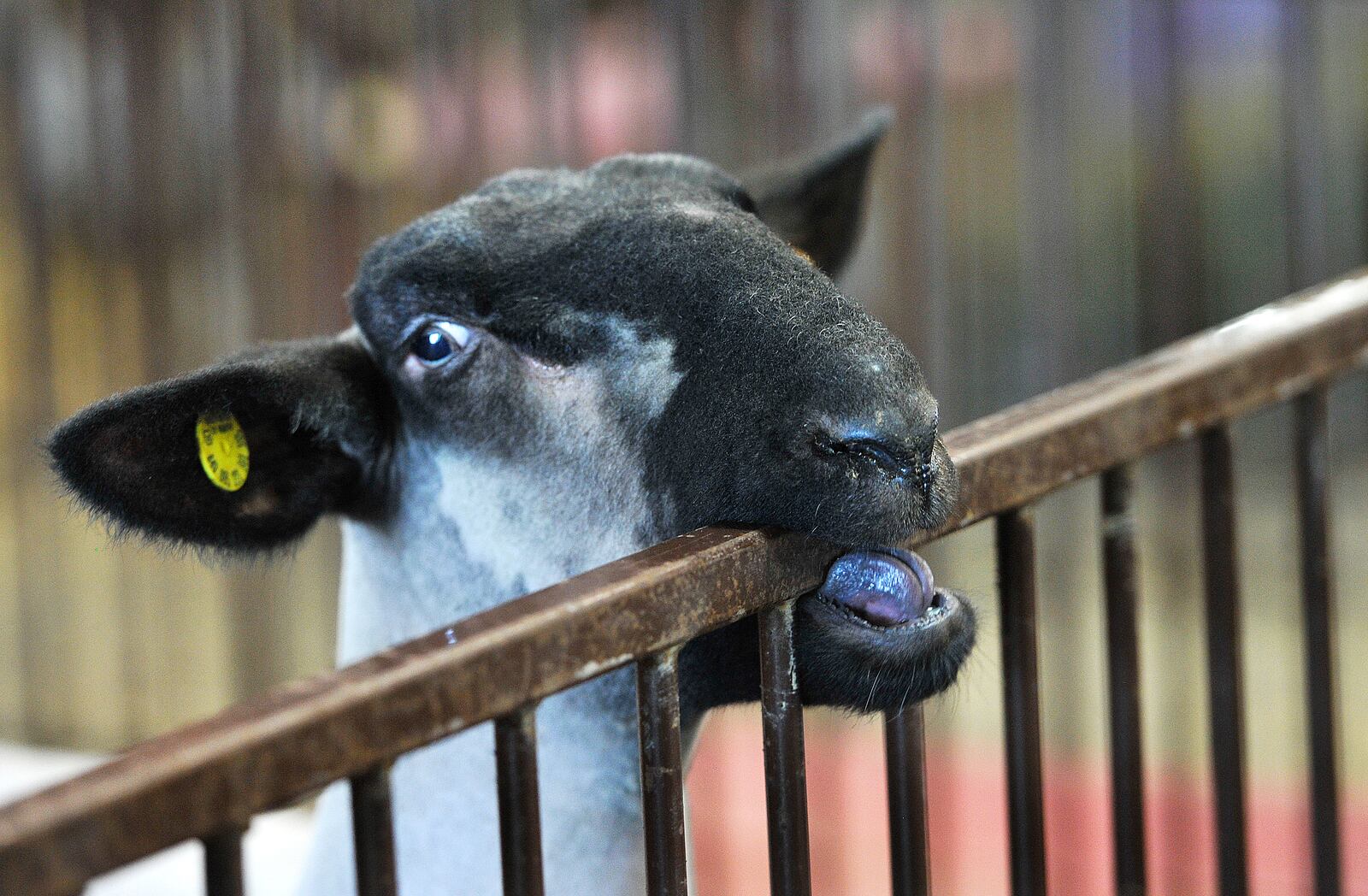 A lamb tries to eat its way out of its pen at the Greene County Fair Wednesday. MARSHALL GORBY\STAFF