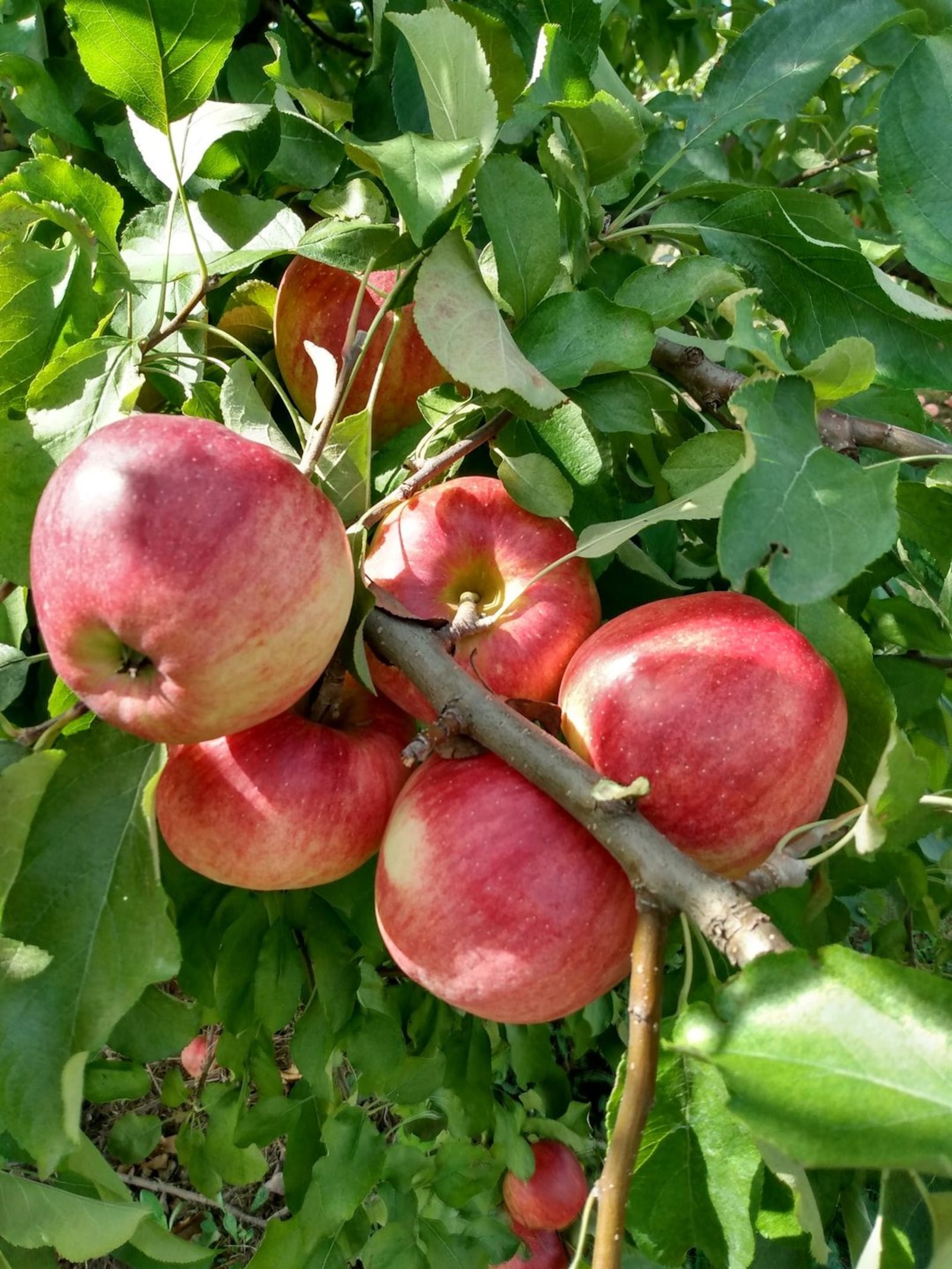 Tuken's Orchard & Farm Market in West Alexandria has 20 acres of fruit trees ripe for the picking. CONTRIBUTED