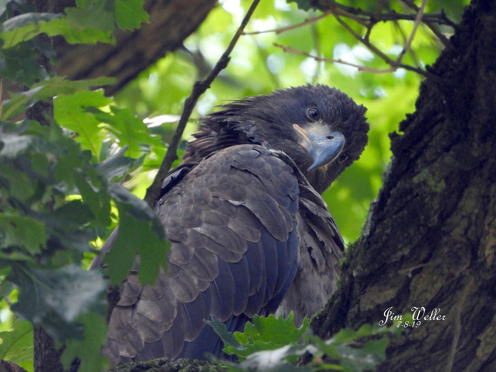 Jim Weller, founder of Eastwood Eagle Watchers, photographed 96-day-old Prairie. The fledging eagle and its sibling, Aero, are now flying in Carillon Historical Park. PHOTO COURTESY OF JIM WELLER