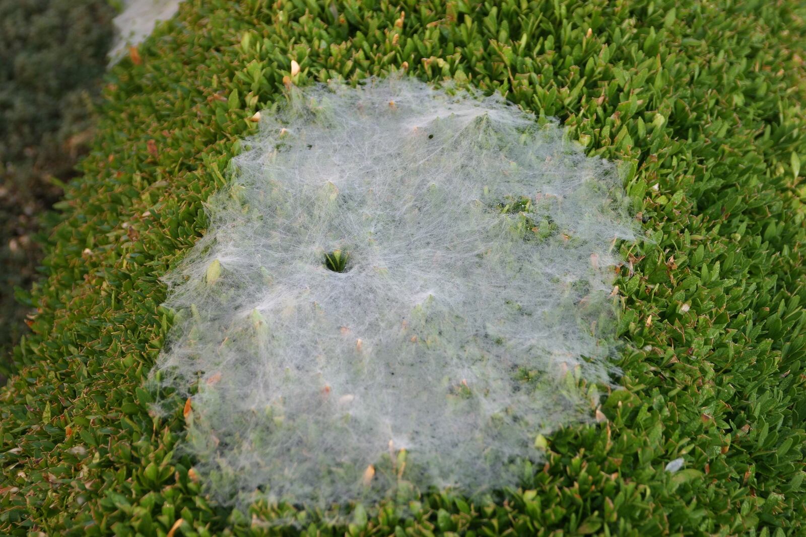 The funnel weaver builds a flat mass of web with a funnel placed somewhere around the center of it. CONTRIBUTED/PAMELA BENNETT