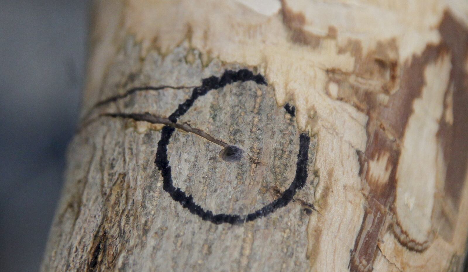 Wright State University researchers had conclusive evidence that emerald ash borers could thrive in olive trees when the first adult emerged from this hole during an experiment. CHRIS STEWART / STAFF