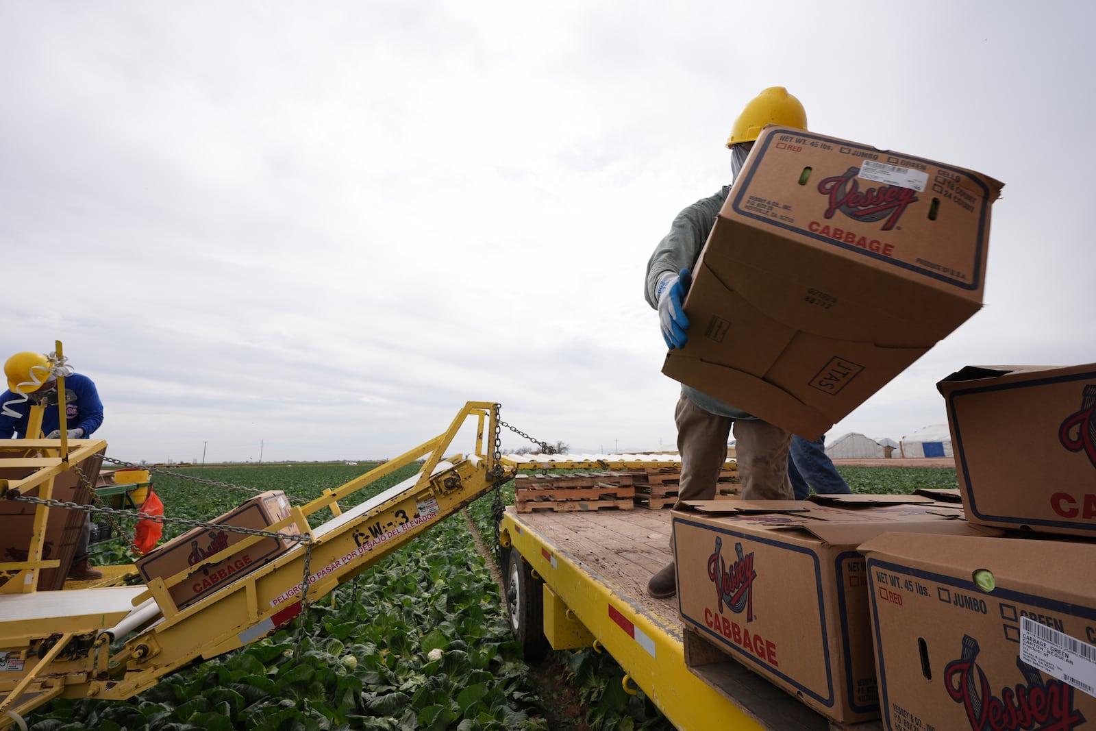 Workers harvest cabbage Wednesday, March 5, 2025, on a field less than ten miles from the border with Mexico, in Holtville, Calif. (AP Photo/Gregory Bull)