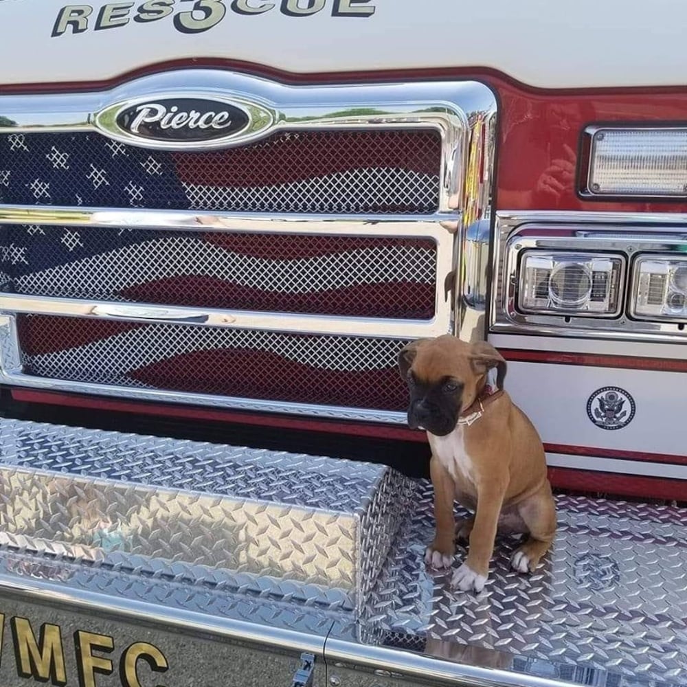 PHOTOS: It’s National Dog Day! Here are some puppy smiles for you