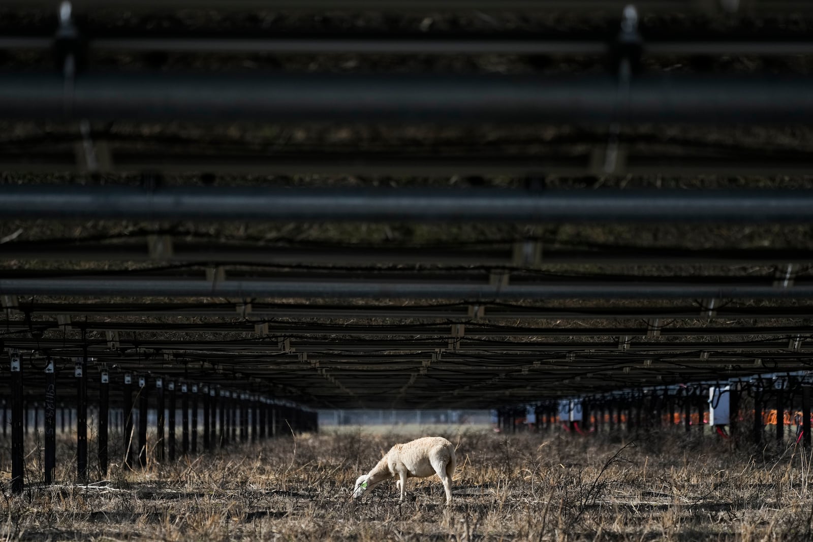 A sheep grazes under solar panels on a solar farm owned by SB Energy on Tuesday, Dec. 17, 2024, in Buckholts, Texas. (AP Photo/Ashley Landis)