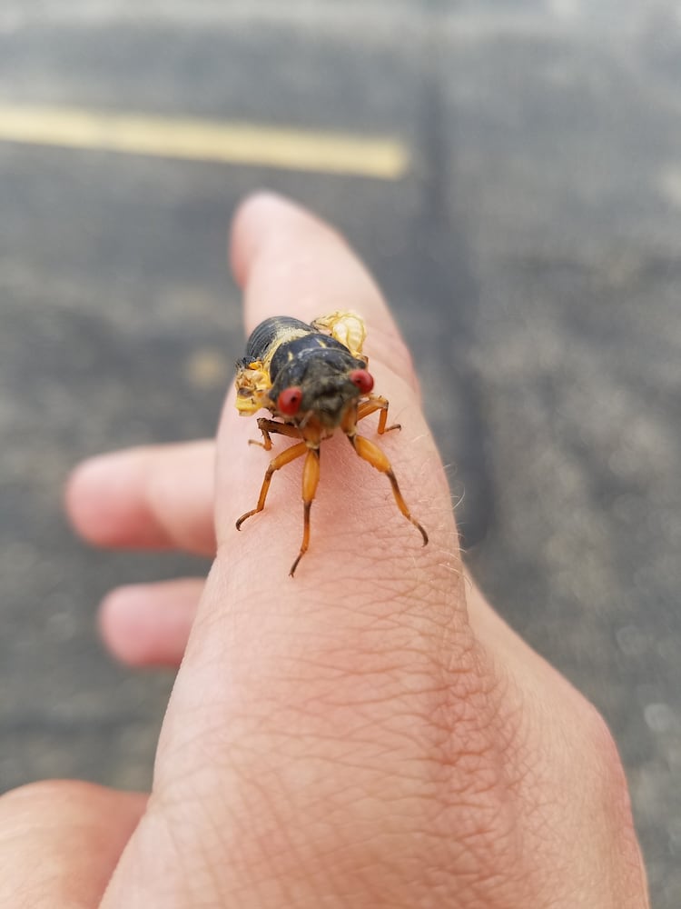 Cicadas in Vandalia