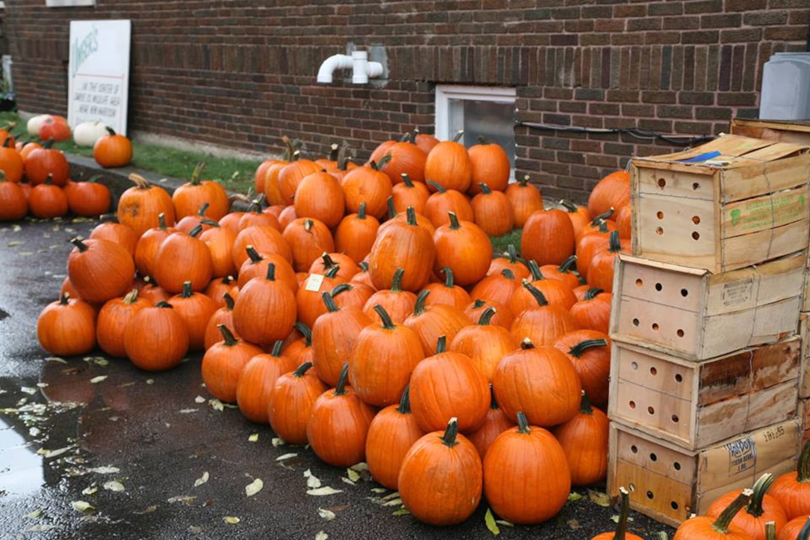 Bradford pays homage to pumpkins with a five-day community celebration. CONTRIBUTED