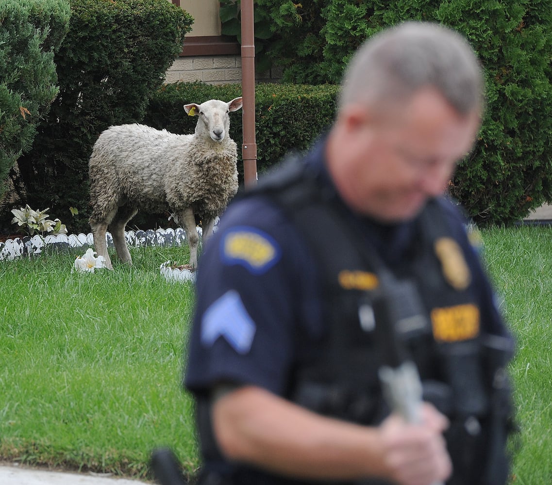 sheep on the run