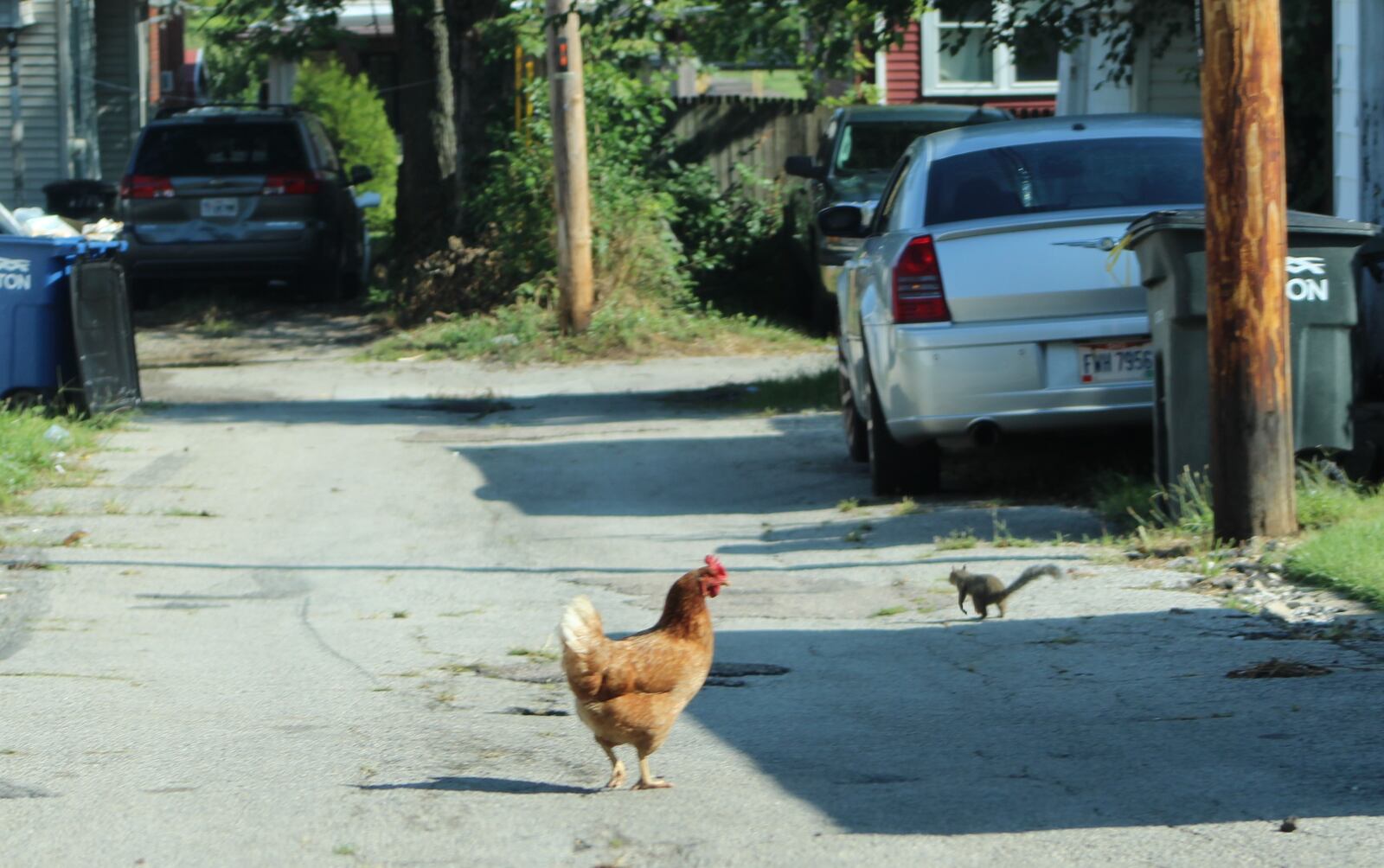 Multiple roosters wandered through alleys in East Dayton on Friday, behind a home with a coop in the yard with clucking chickens. Dayton police receive hundreds of noise complaints every year. CORNELIUS FROLIK / STAFF