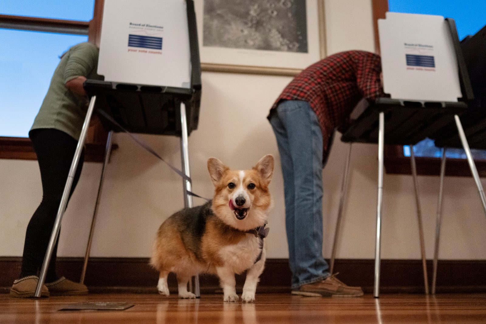 A corgy named Daisy waits for her owner to vote at the Cincinnati Observatory on election day, Tuesday, Nov. 5, 2024, in Cincinnati. (AP Photo/Carolyn Kaster)