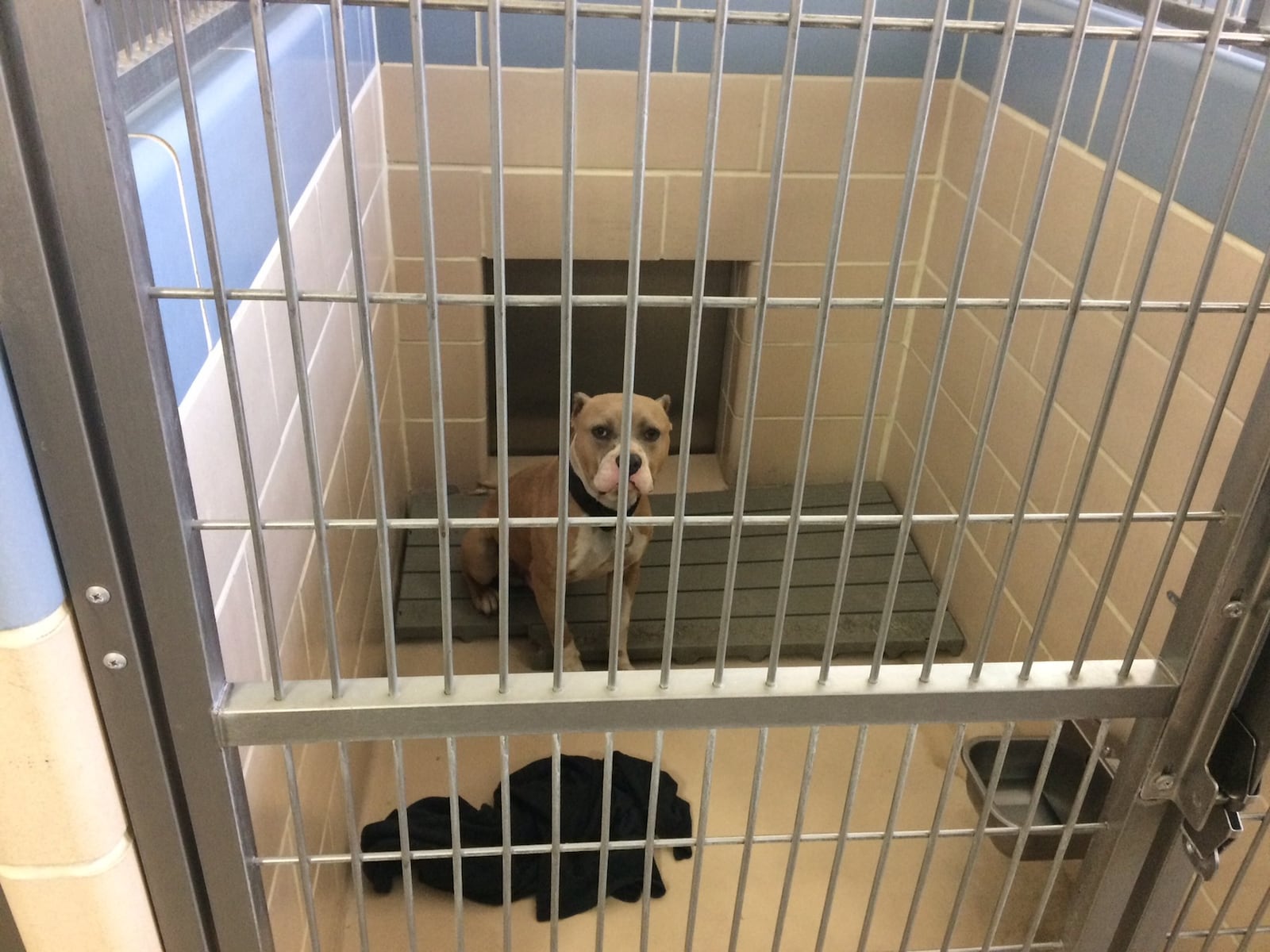 One of three other dogs that was taken from the backyard at 345 Middle St. in Dayton. The three dogs are being held at the Animal Resource Center. Another dog was killed by police after it attacked and killed Maurice Brown, 60, early Tuesday morning. JOHN BEDELL/STAFF