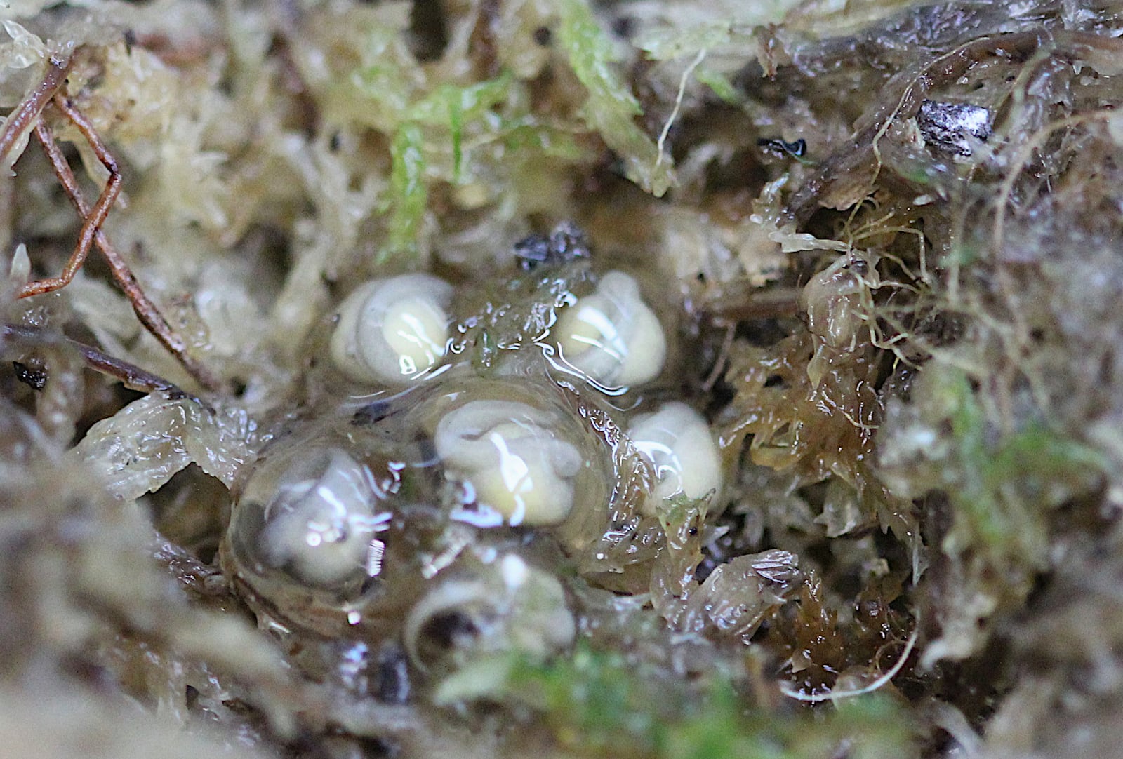 In this photo released by Zoological Society of London on Monday, Feb. 3, 2025, Darwin's frog eggs are pictured at London Zoo. (Zoological Society of London via AP)