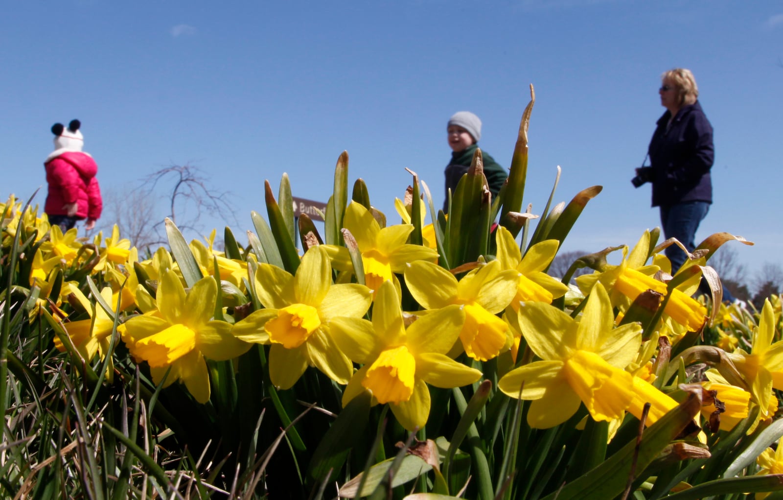 Daffodils in bloom at Cox Arboretum MetroPark.   LISA POWELL / STAFF