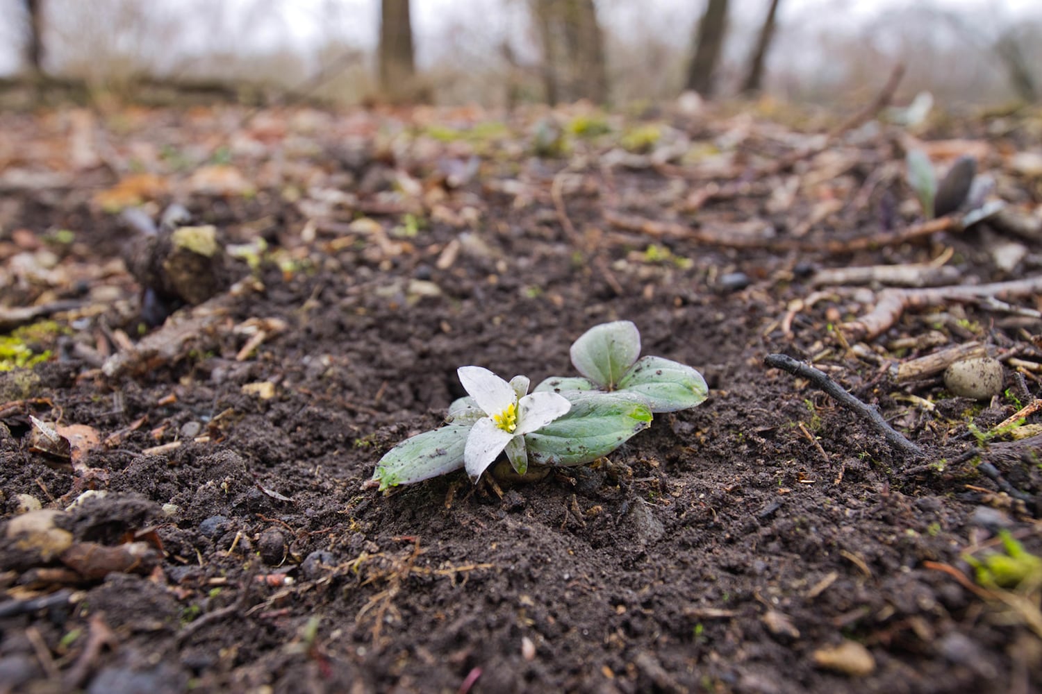 In the Balance: Ryan Taylor, "Snow Trillium"