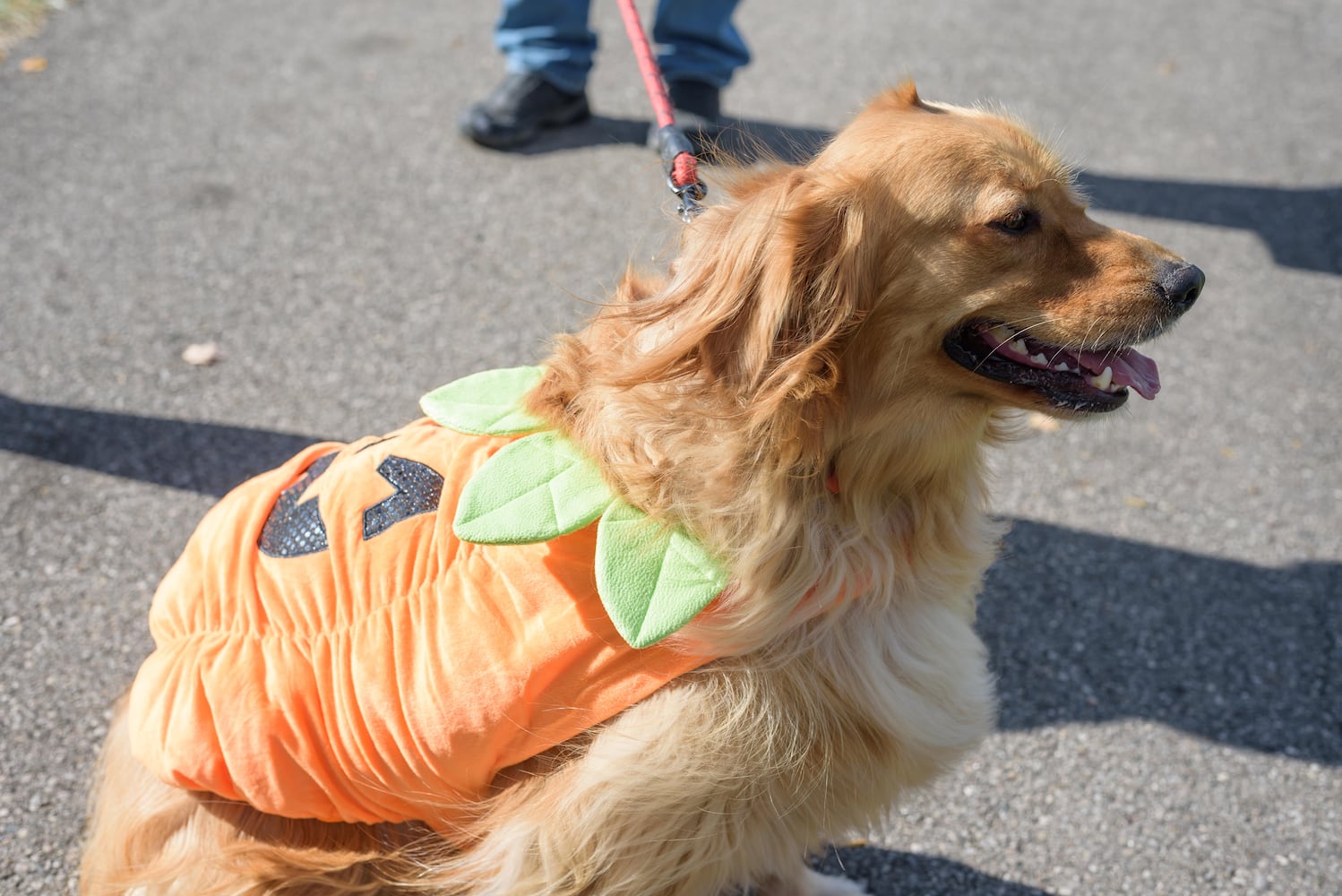 PHOTOS: Wag-O-Ween 2024 at Kettering Recreation Complex