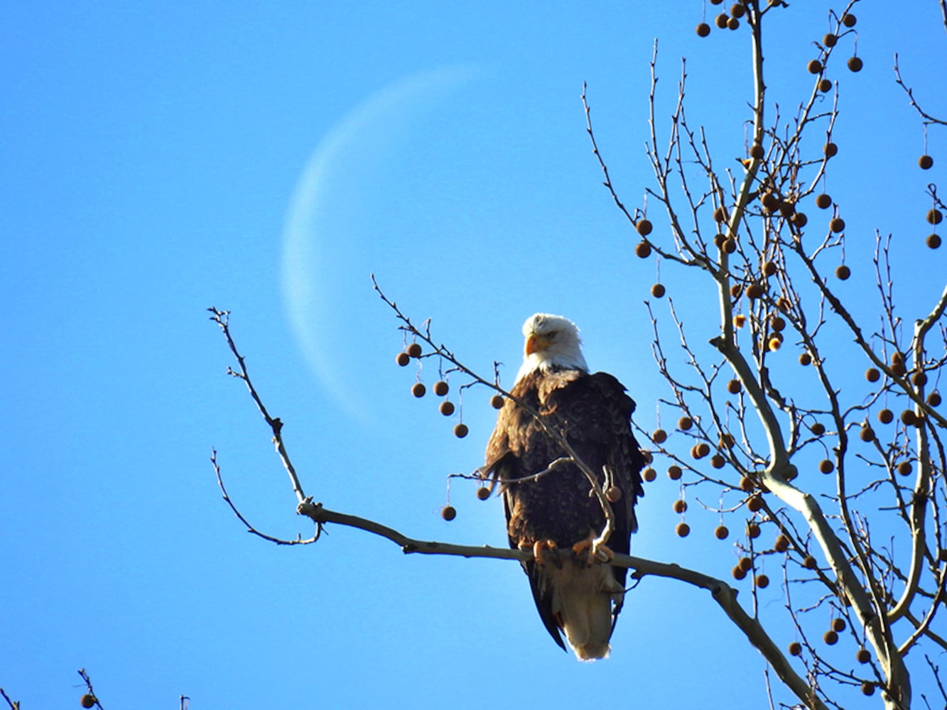 Carillon Park bald eagles