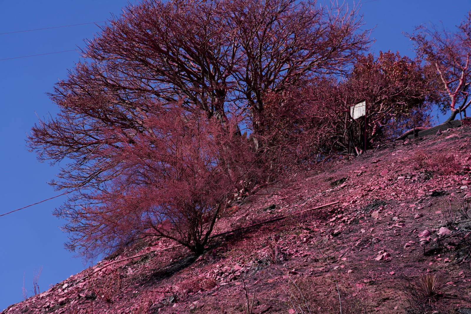 Retardant covers a hillside after crews battled the Palisades Fire in Mandeville Canyon Monday, Jan. 13, 2025 in Los Angeles. (AP Photo/Richard Vogel)