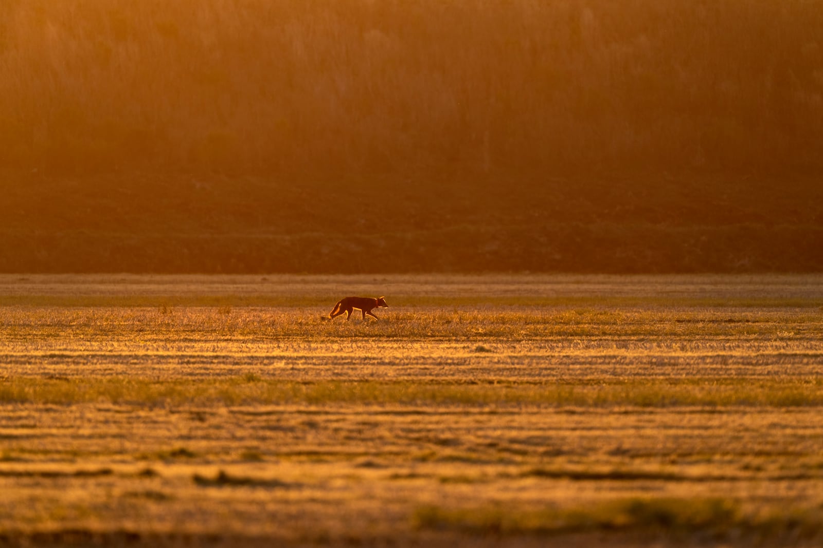 FILE - A red wolf roams across the Alligator River National Wildlife Refuge as the sun sets, Thursday, March 23, 2023, near Manns, N.C. (AP Photo/David Goldman, File)