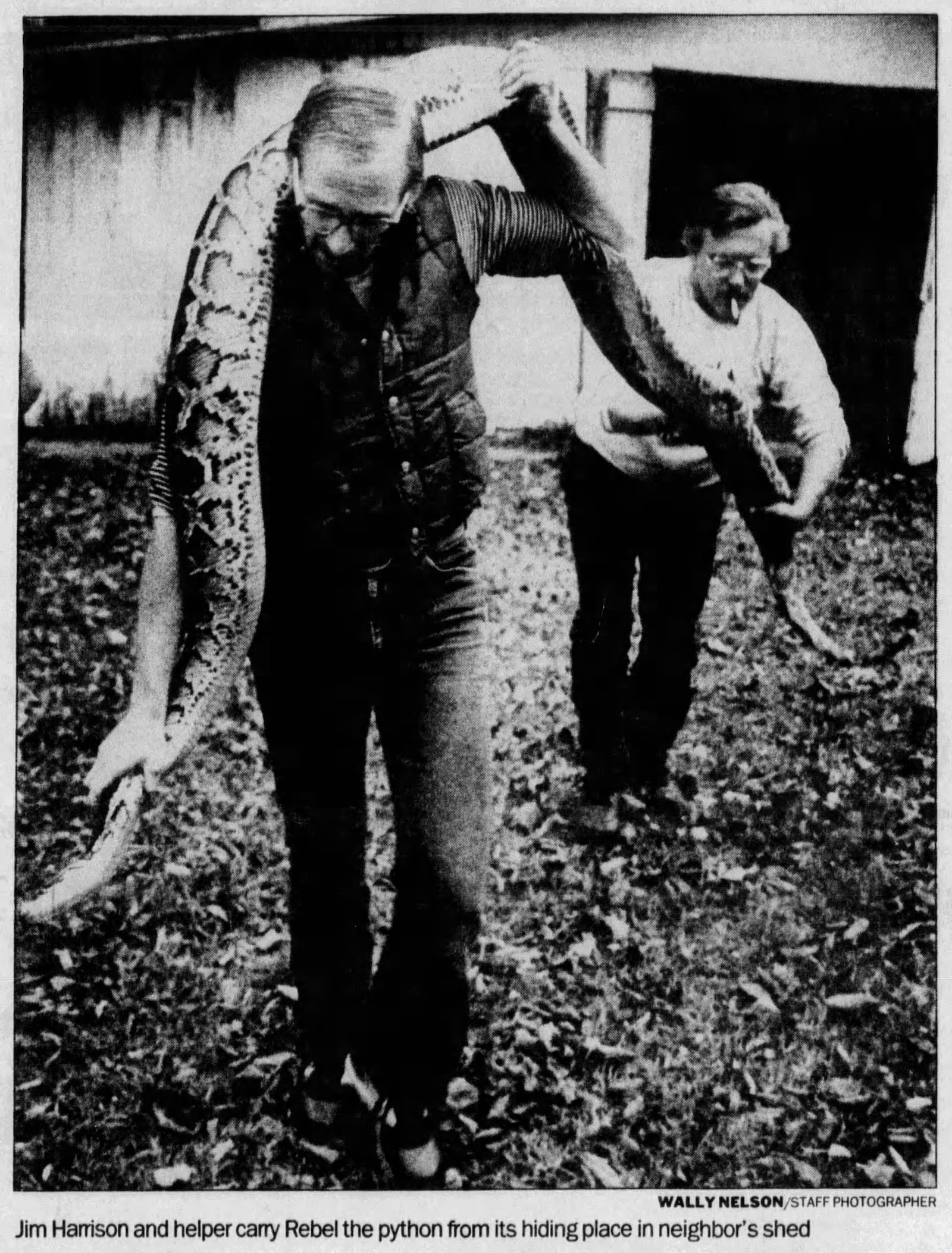 Oct. 29, 1987: Burmese python on the loose catches pneumonia. DAYTON DAILY NEWS ARCHIVES