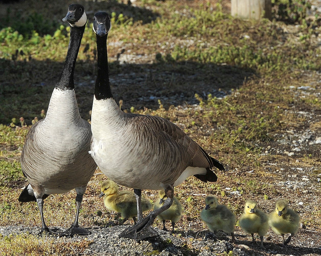 PHOTOS: Family of geese go for a walk in Dayton