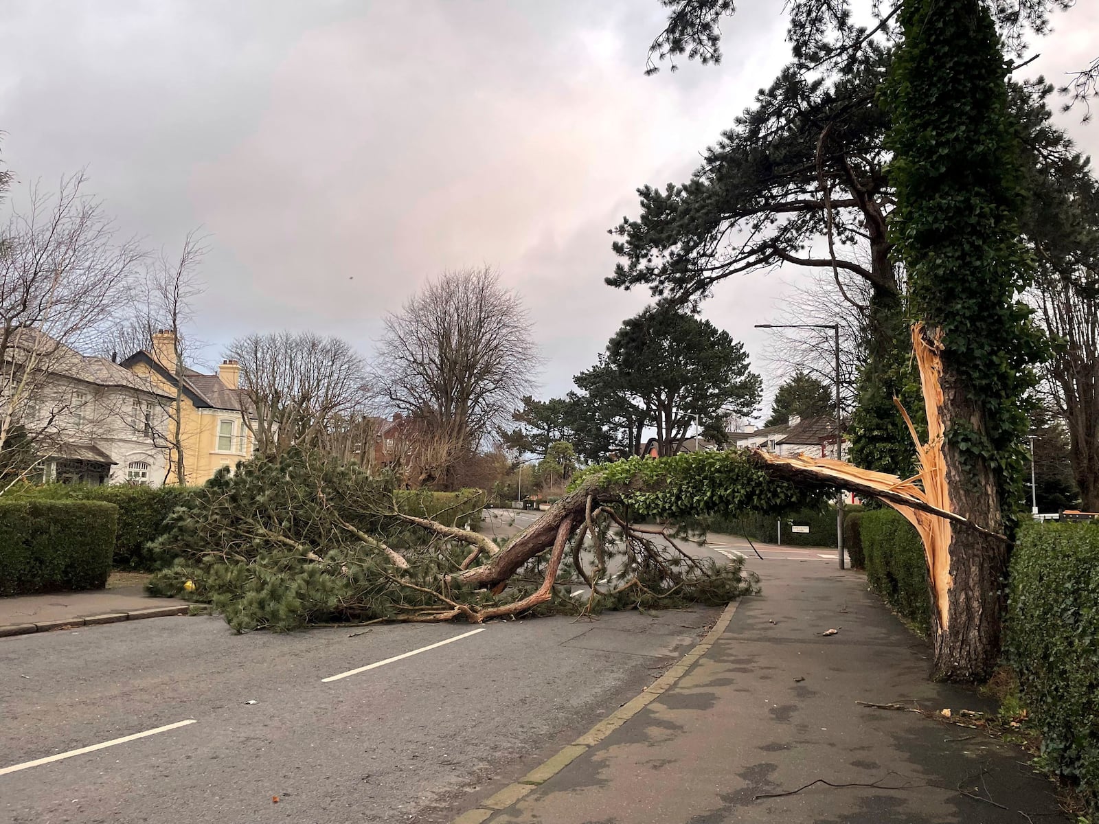 A fallen tree across the North Road in east Belfast, Northern Ireland, where residents have been urged to stay at home as the entire island braces for the arrival of Storm Eowyn, Friday Jan. 24, 2025. (David Young/PA via AP)