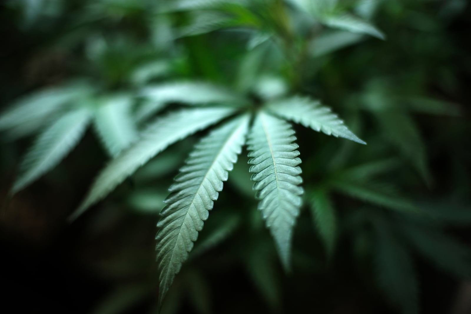 FILE - An indoor cannabis farm in Gardena, Calif., is seen, Aug. 15, 2019. Recreational pot sales are nearing reality in Ohio. The state Division of Cannabis Control began accepting applications Friday, June 6, 2024, for new dual licenses that will allow existing medical marijuana dispensaries to also sell nonmedical cannabis. (AP Photo/Richard Vogel, File)