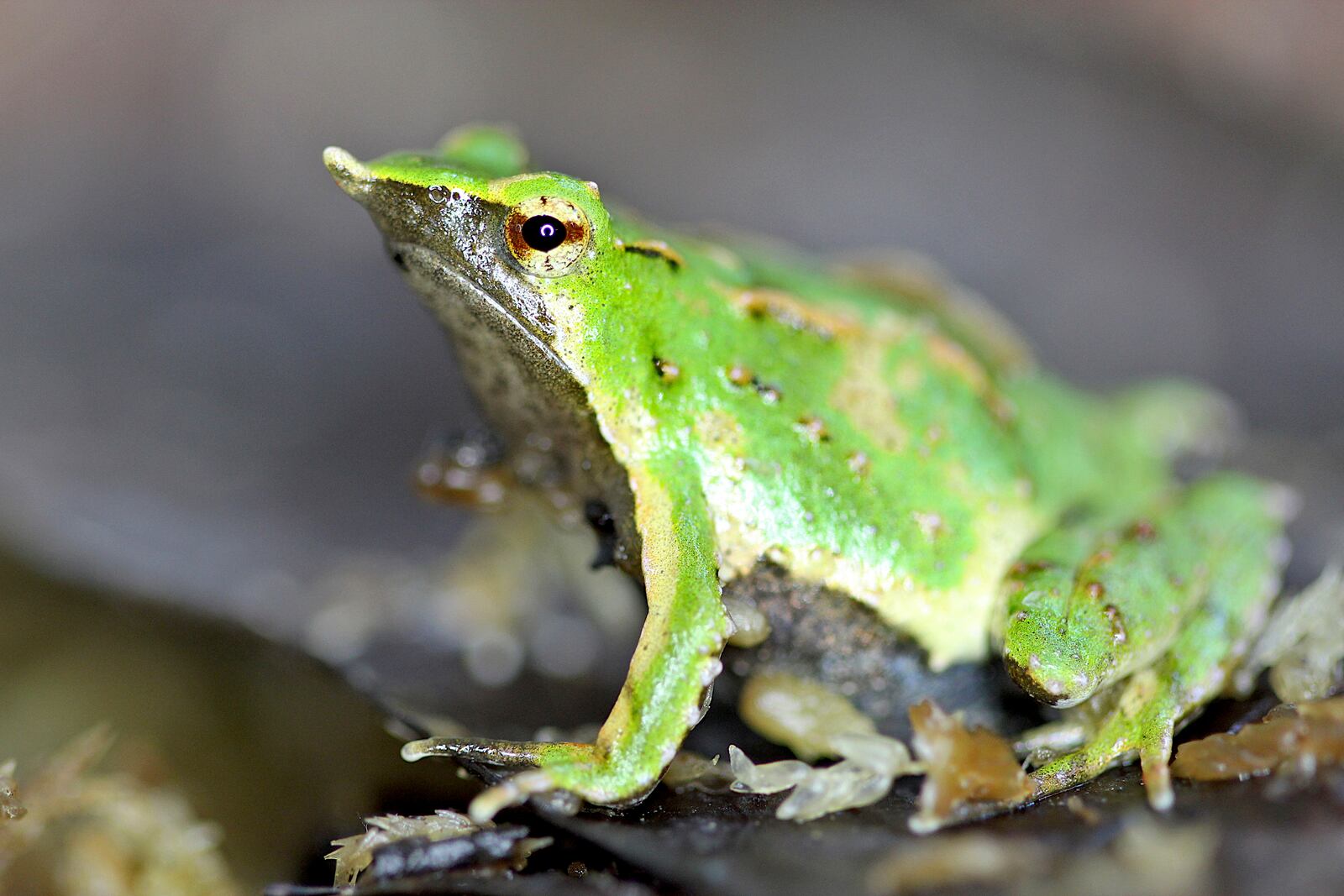 In this undated photo released by Zoological Society of London on Monday, Feb. 3, 2025, Darwin's frog is seen at London Zoo. (Zoological Society of London via AP)