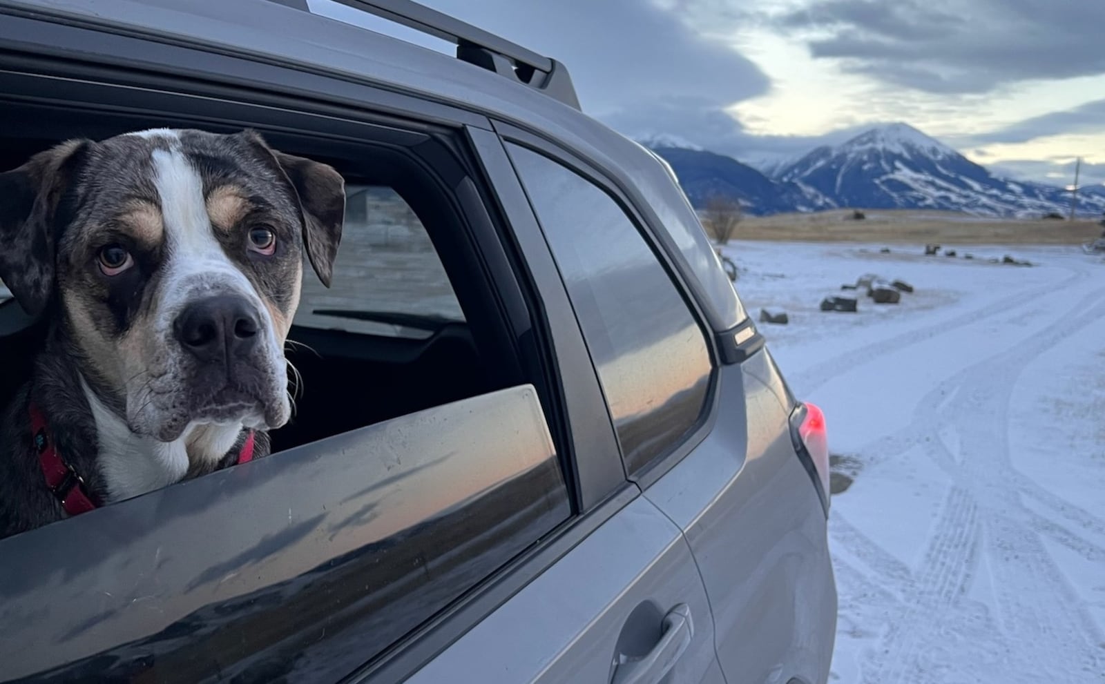 Kaitlin Becraft, SICSA’s community engagement manager, took a 37 hour road trip with "Hank" to take him to his new home at the Asher House, an animal sanctuary in Oregon. CONTRIBUTED