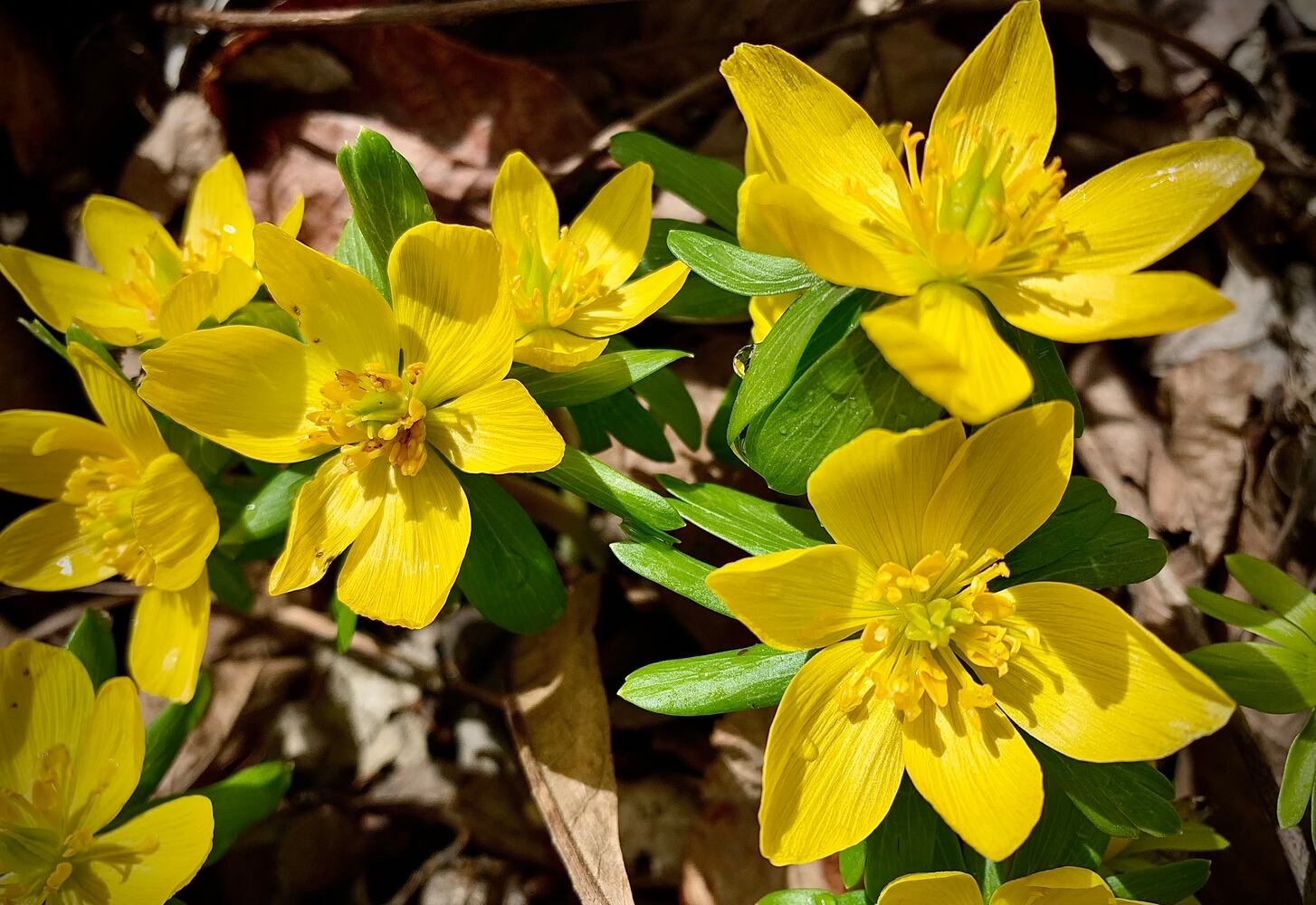 Spring Flowers 