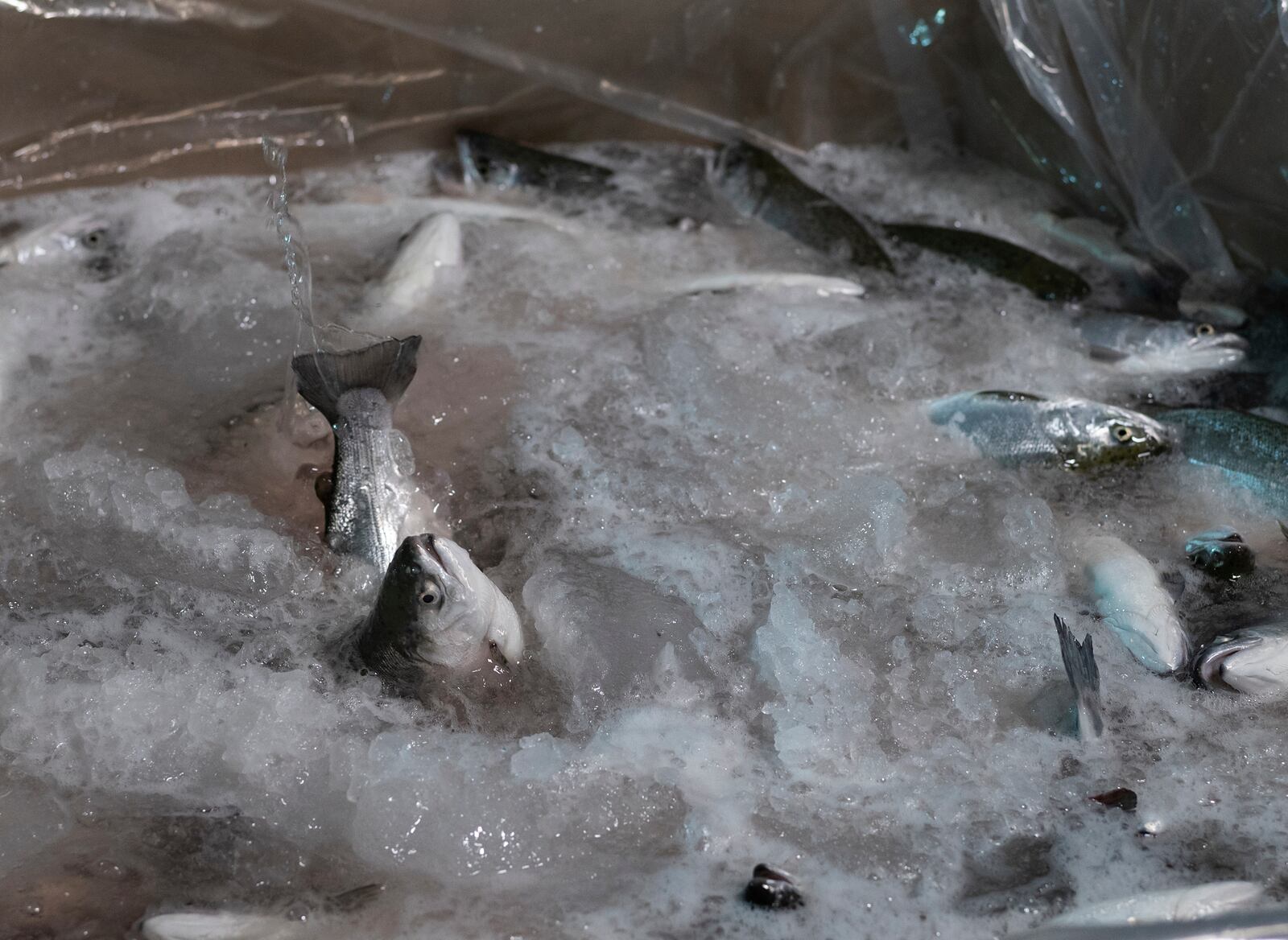 Coho salmon that will be soon donated to the Food Bank of Central New York splash about the icy water of a transport cube at Local Coho salmon fish farm, Friday, Jan. 24, 2025, in Auburn, N.Y. (AP Photo/Craig Ruttle)